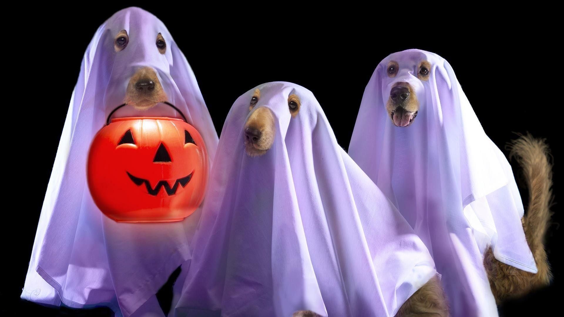 Cani vestiti da fantasmi, 1920x1080 Full HD, Laptop