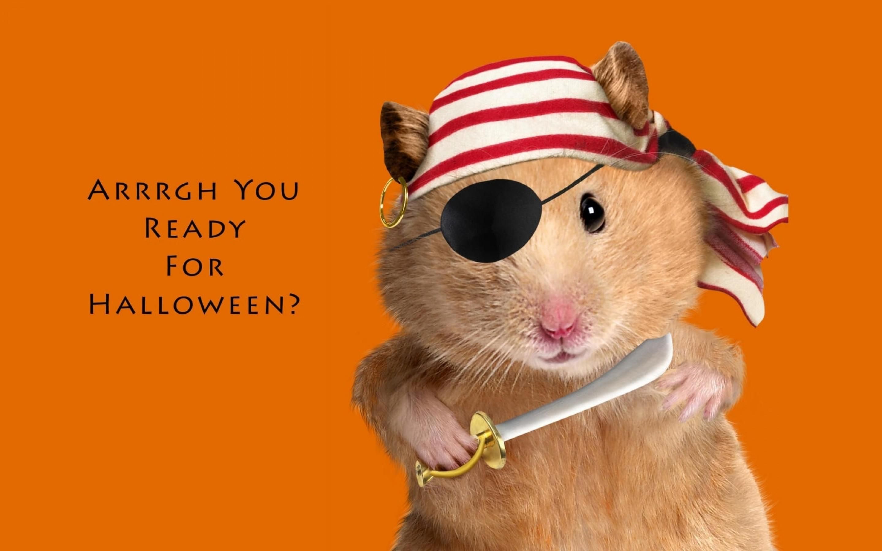 Criceto pirata Halloween, 2880x1800 WQXGA, PC