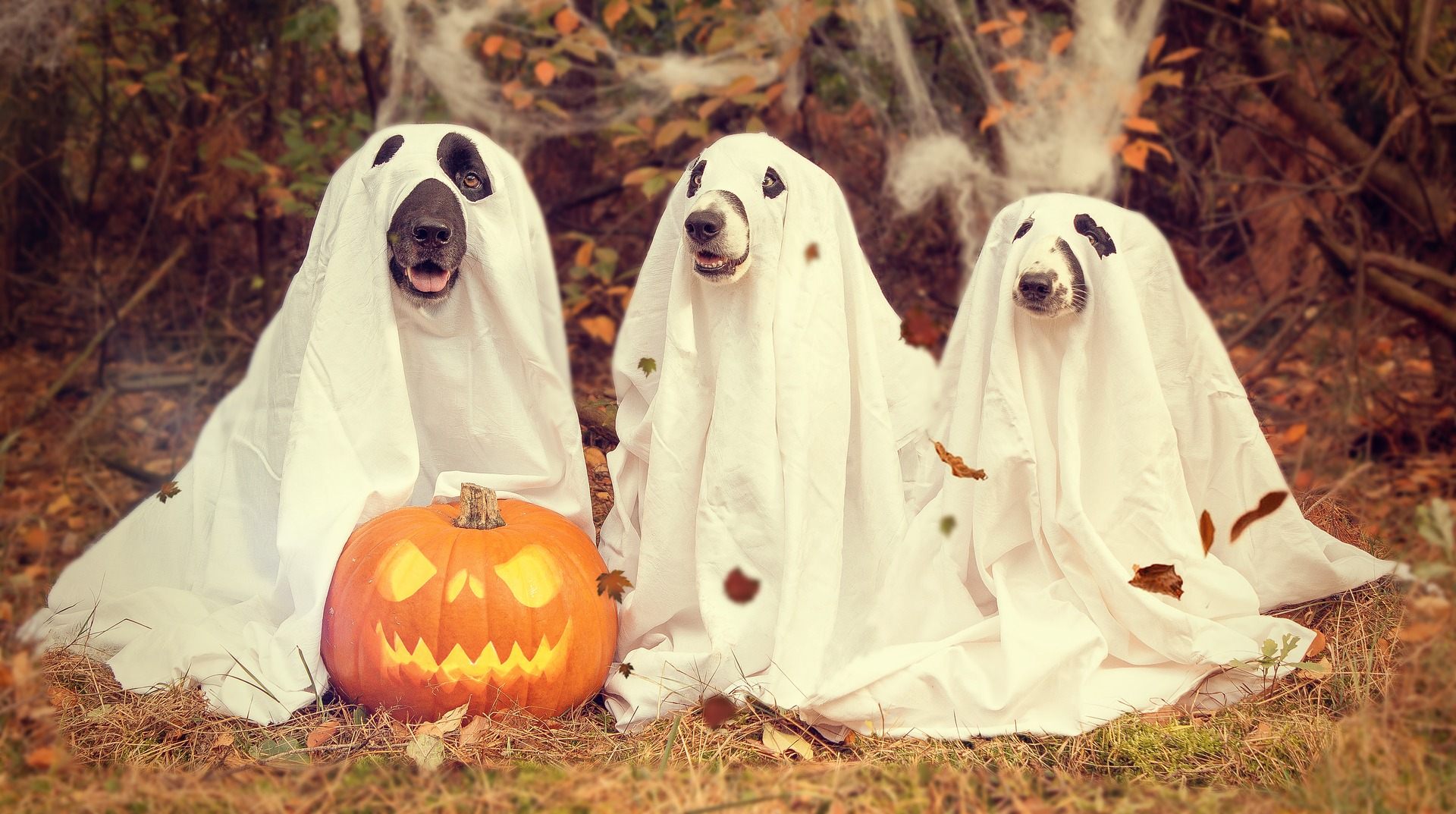 Cani vestiti da fantasmi Halloween, 1920x1073 1080p, PC