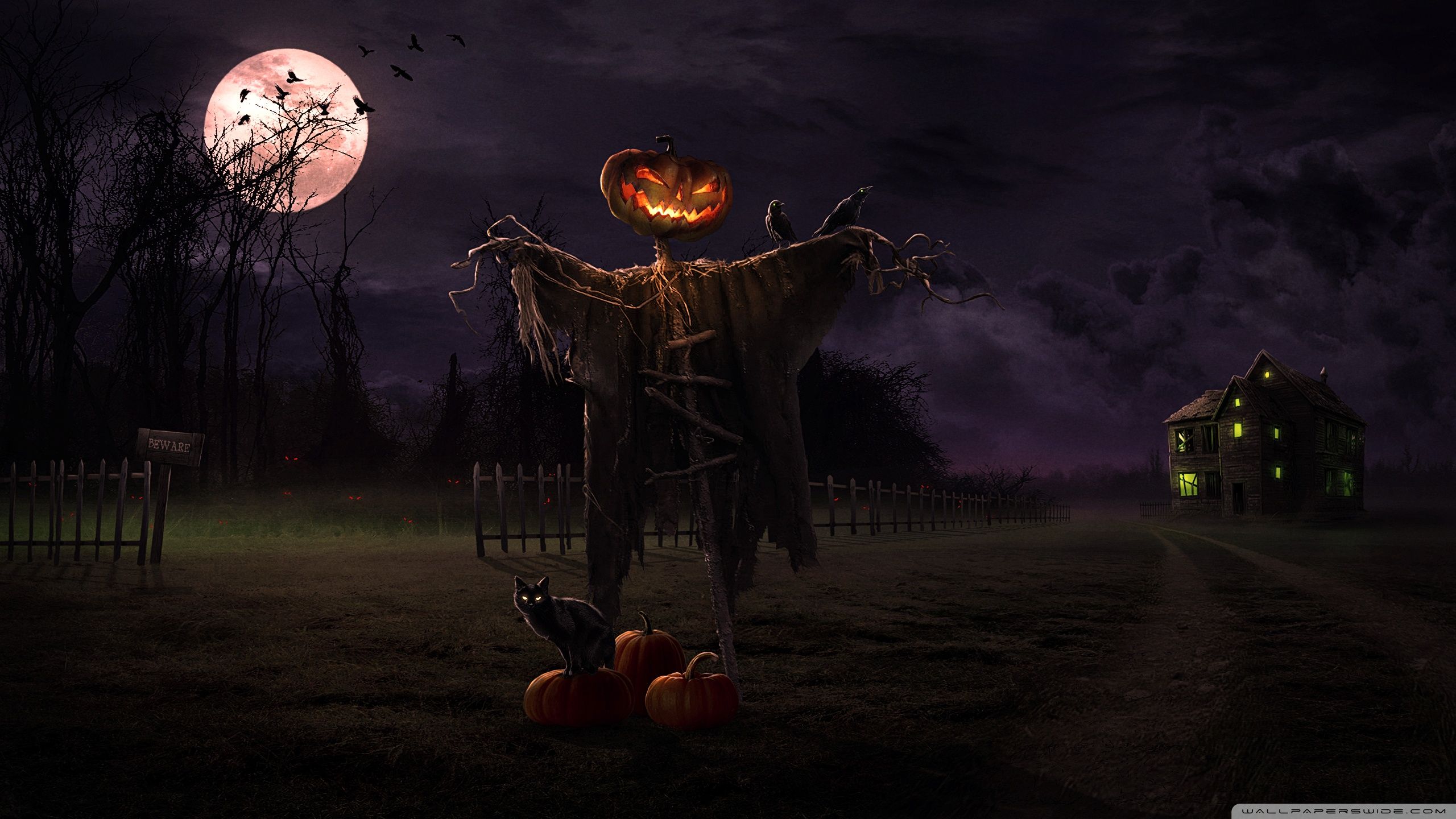 Spaventapasseri zucca Halloween notturno, sfondo 2560x1440 QHD, Laptop