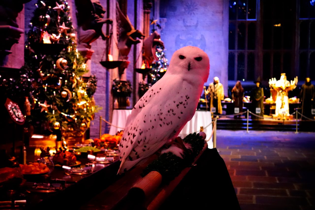 Gufo bianco Hedwig Natale, 1280x853 HD, Desktop