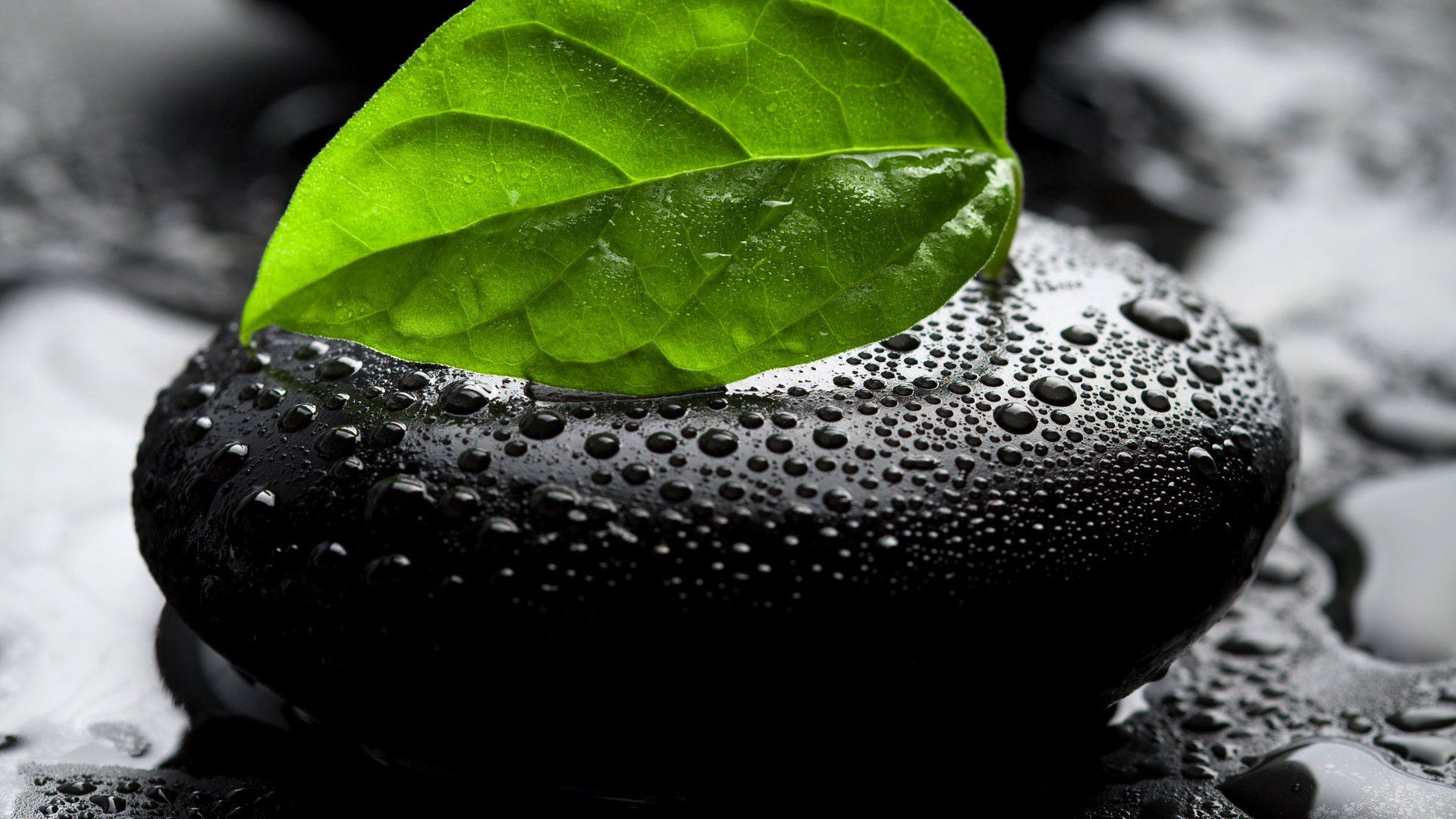 Foglia verde su pietra bagnata, 1920x1080 1080p, Desktop