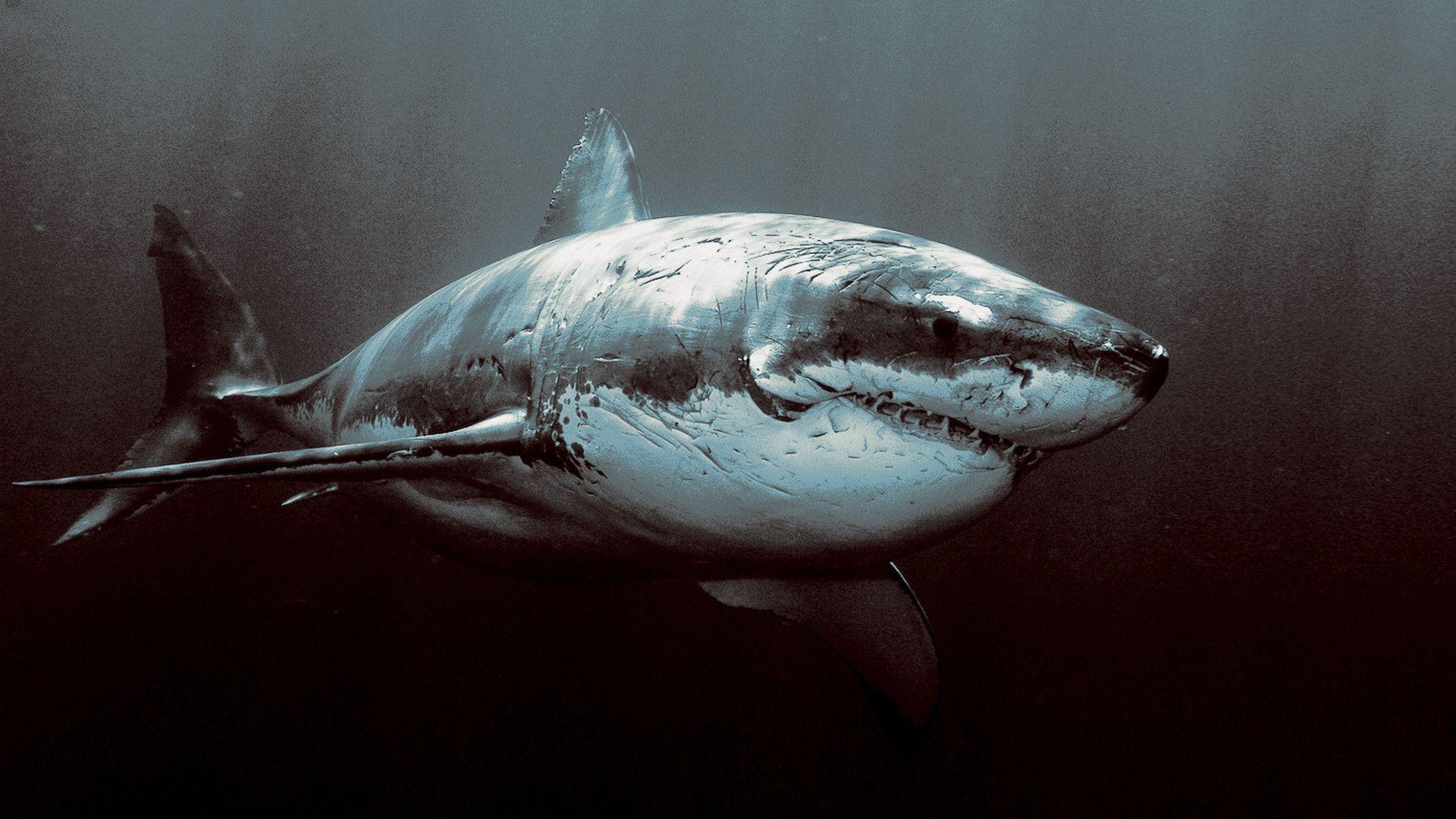 Squalo bianco oceano scuro, 1920x1080 Full HD, PC