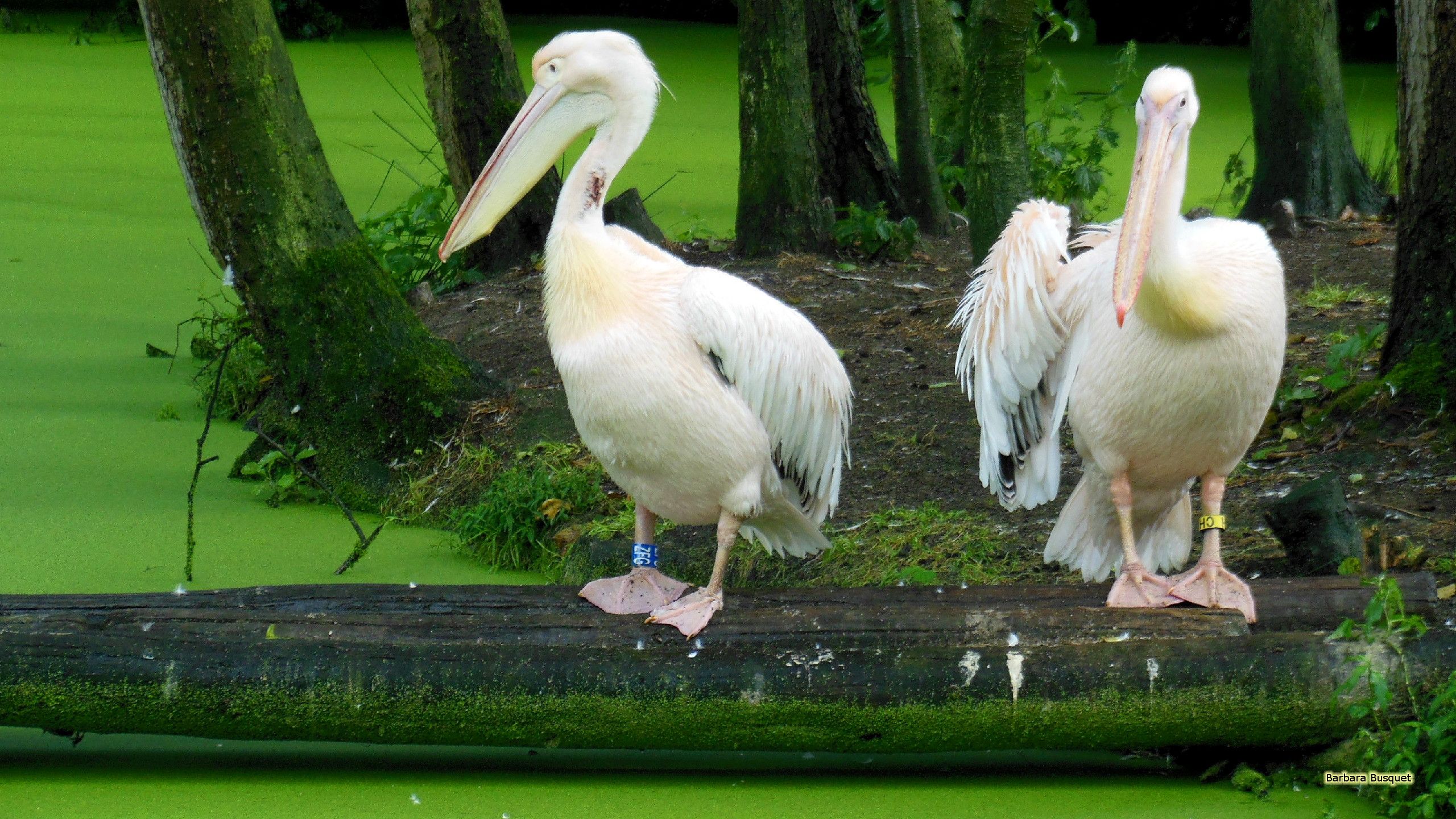 Pellicani bianchi su tronco, 2560x1440 1440p, Desktop