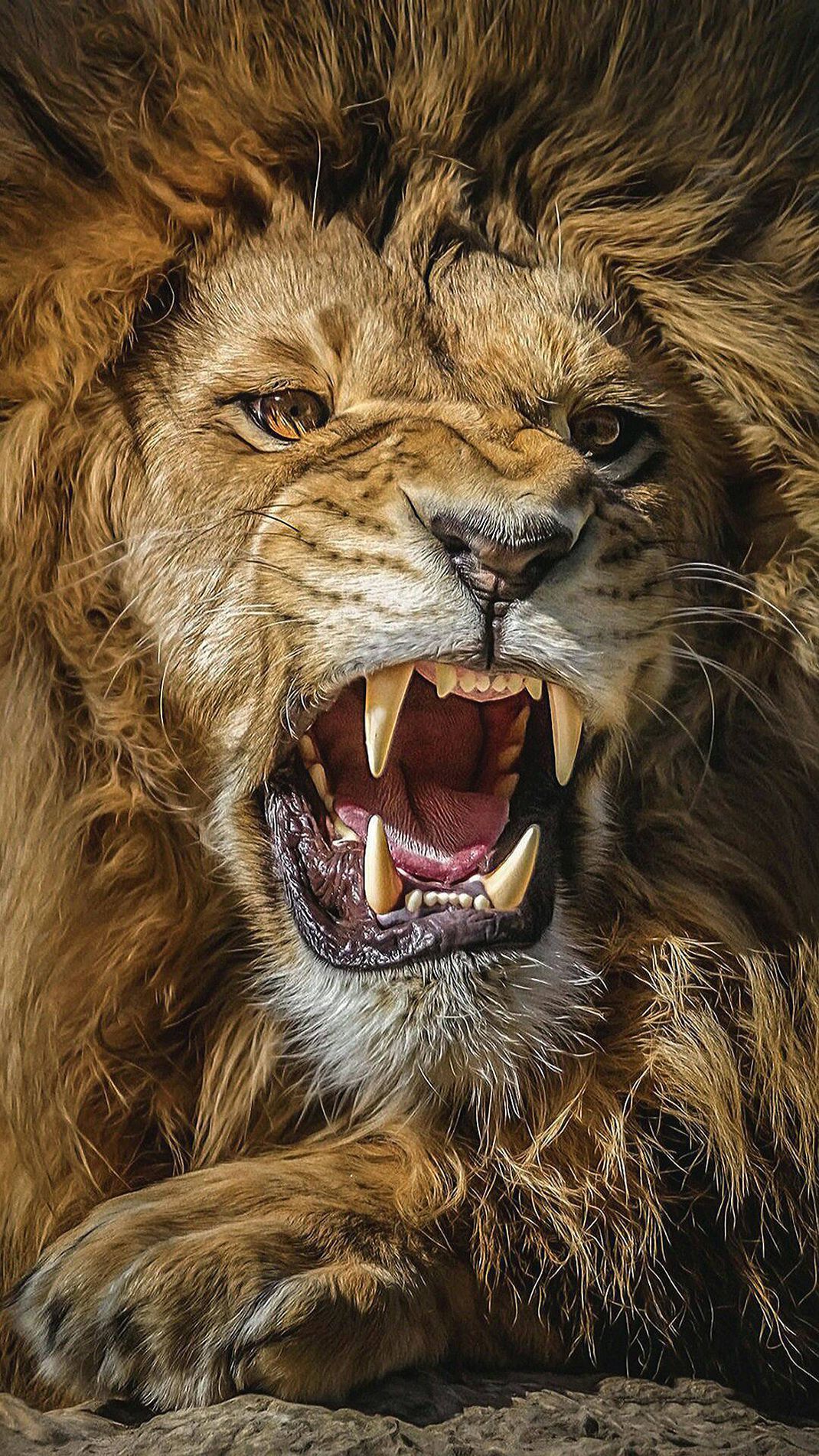 Leone ruggente criniera dorata, 1070x1902 Full HD Verticale, Smartphone