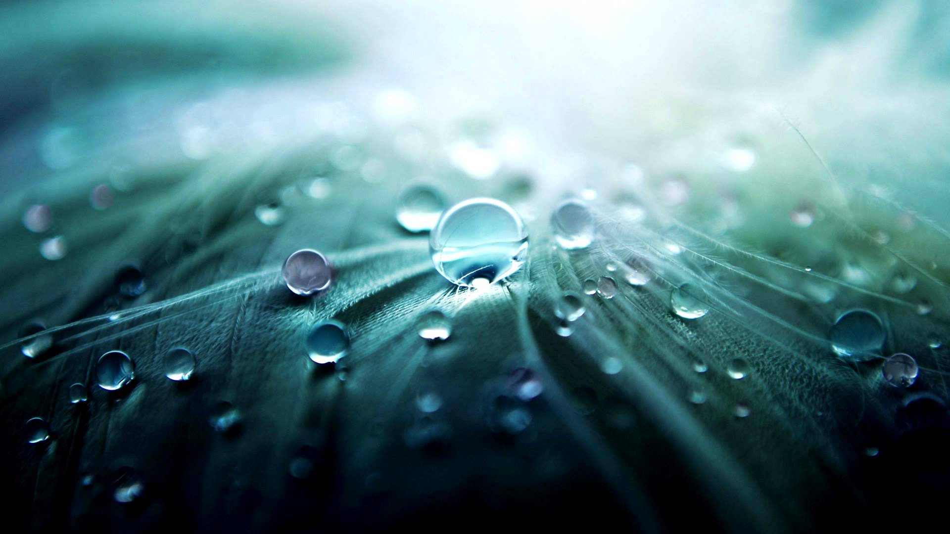 Gocce d'acqua su foglia, 1920x1080 1080p, Desktop