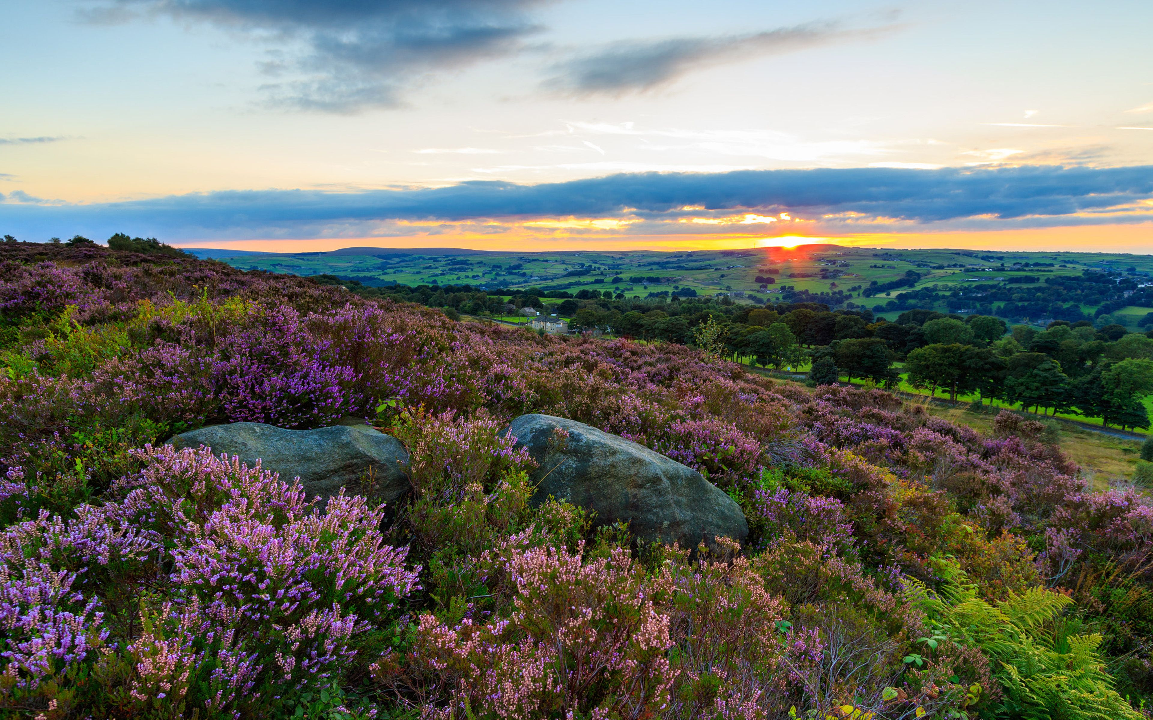 Brughiera fiorita al tramonto, Norland Moor, 3840x2400 4K Ultra HD, Desktop