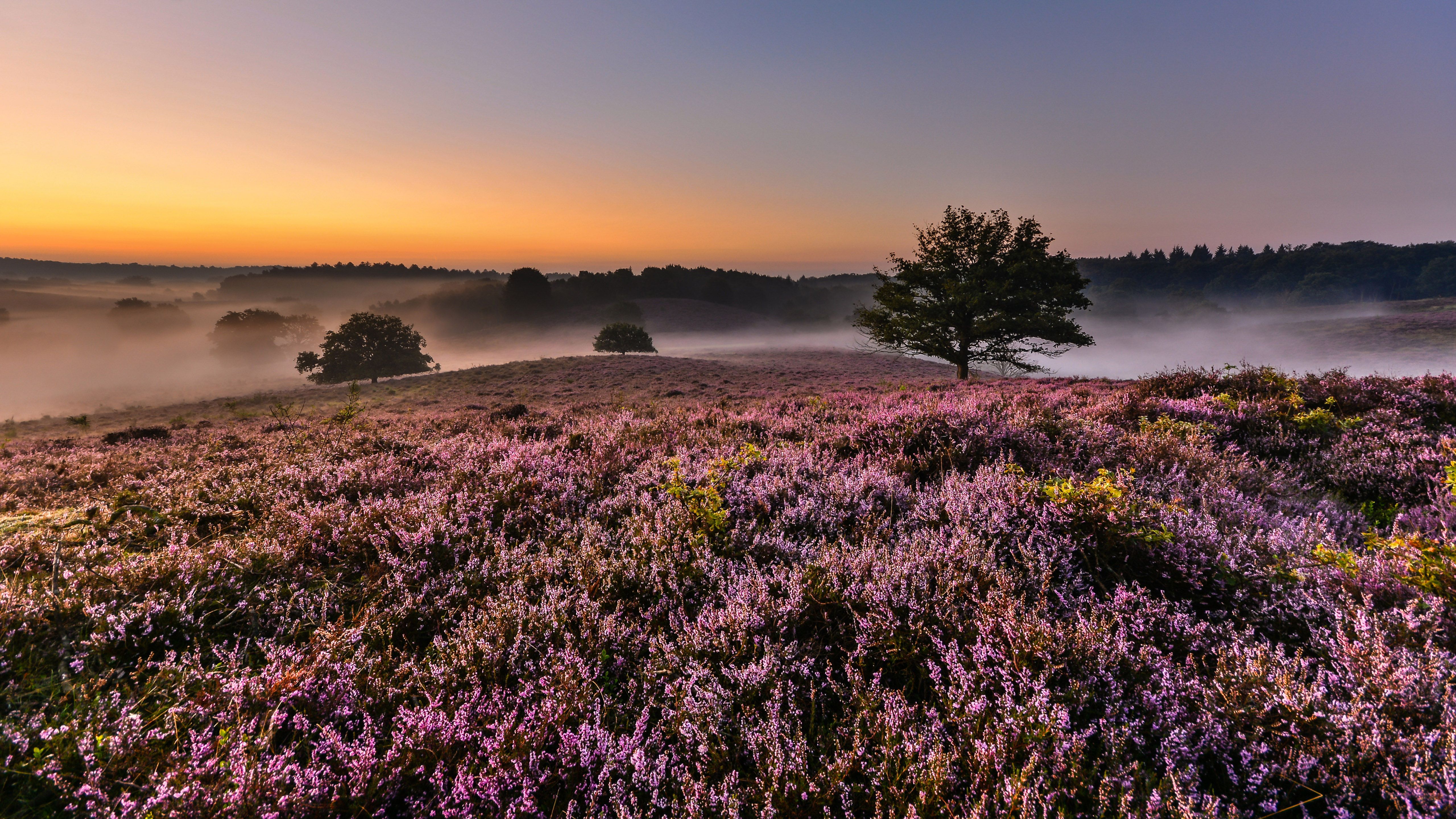 Campo di erica in fiore, 5120x2880 4K, PC Desktop