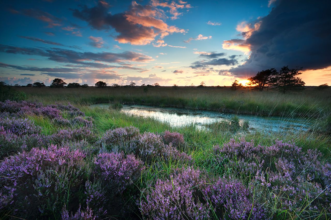 Fiori di erica al tramonto, 1280x853 720p, PC