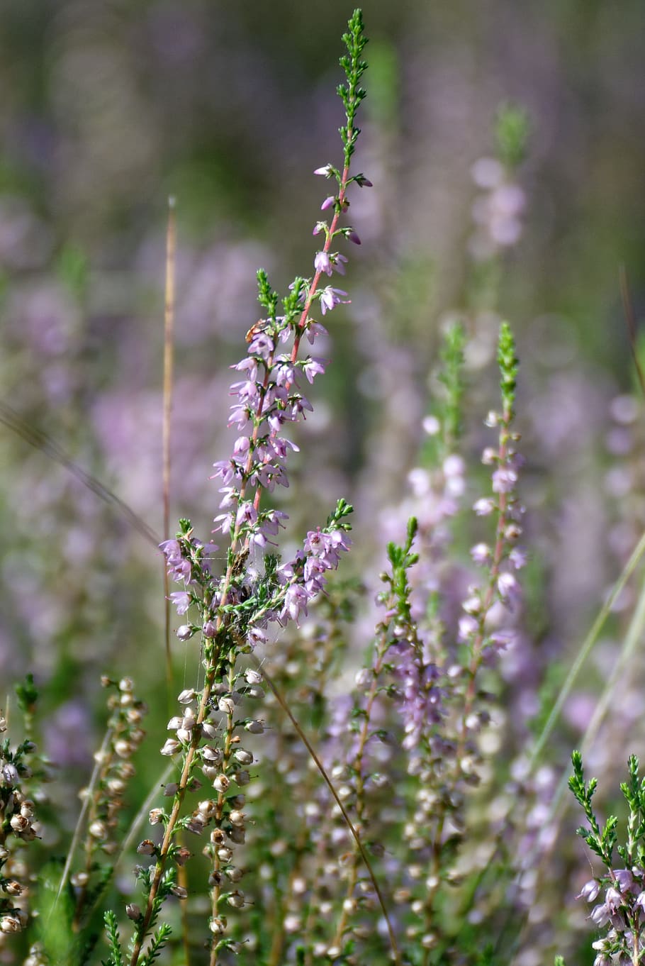 Fiori di erica viola, 910x1362 Verticale, Telefono