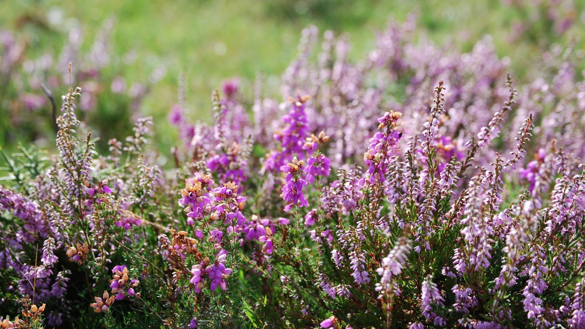 Fiori di erica viola, 1920x1080 Full HD 1080p, Monitor Gaming