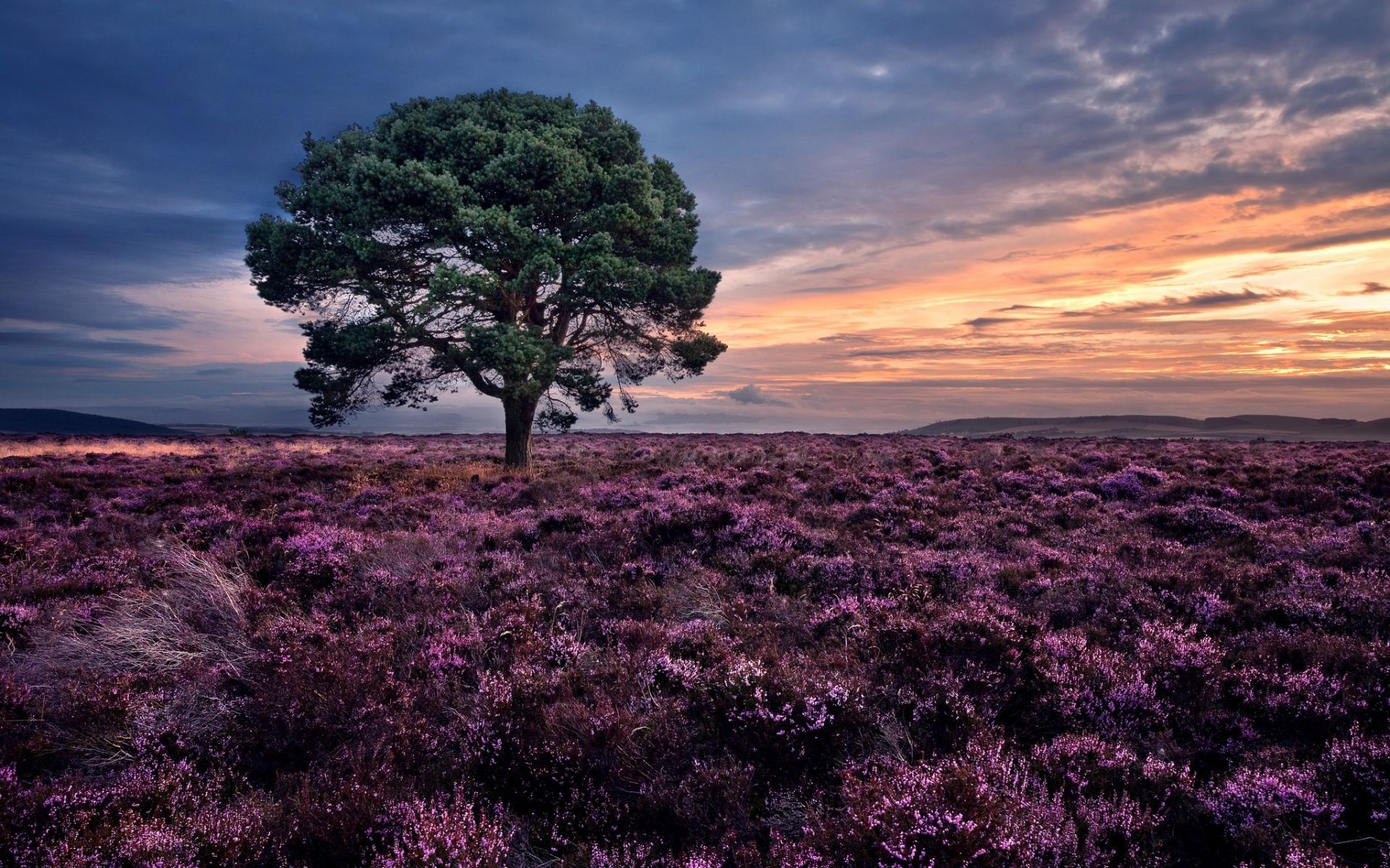 Albero solitario campo heather tramonto, 1920x1200 Full HD+, Monitor Gaming