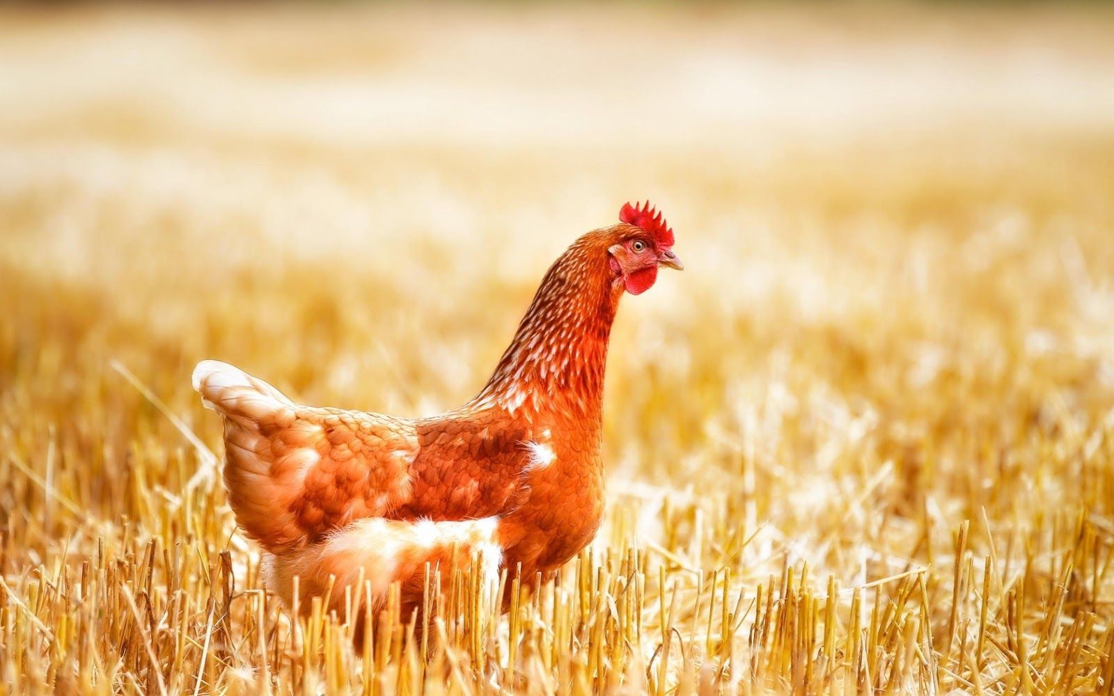 Gallina in campo di grano, 1600x1000 900p, Laptop