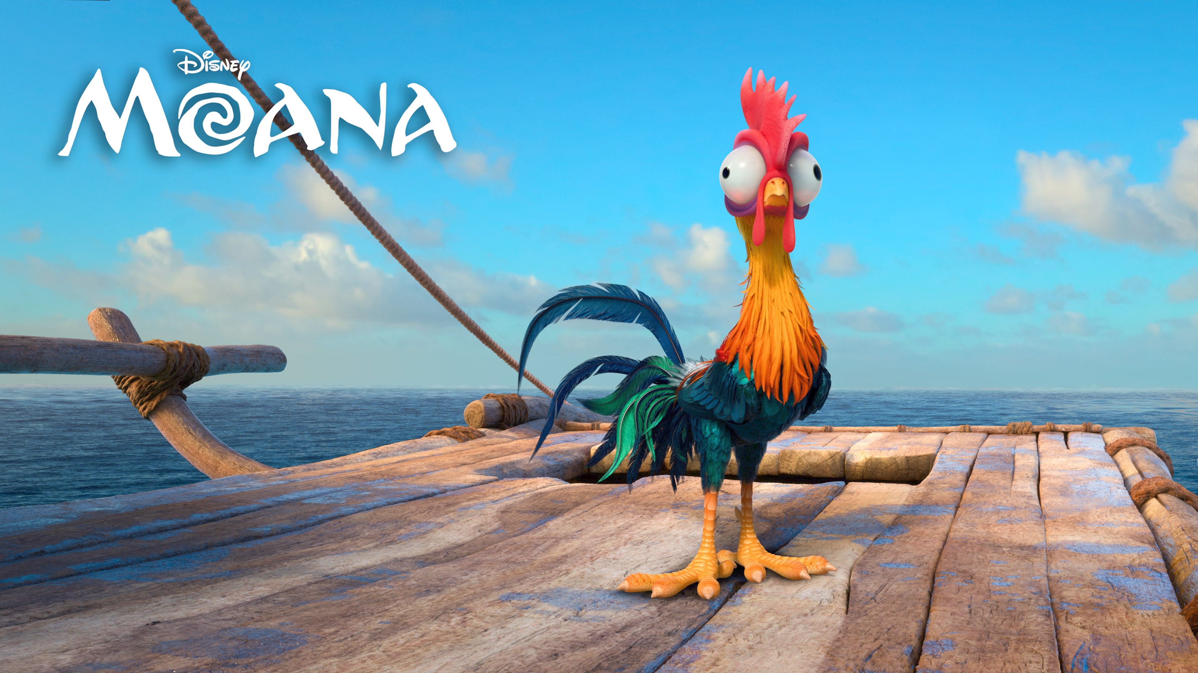 Hei Hei gallo Oceania, 3840x2160 4K, Monitor 4K