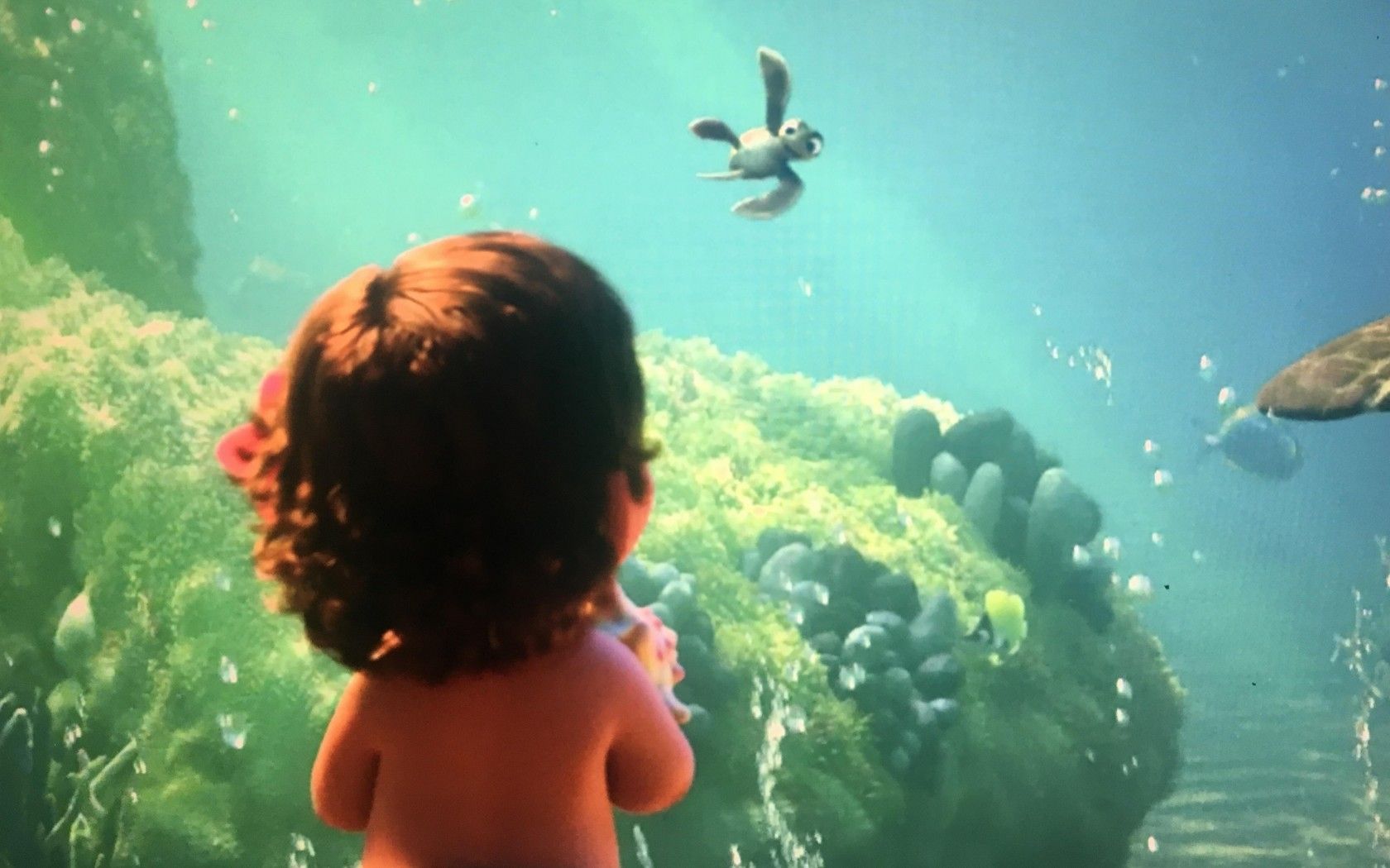Hei Hei gallo Oceania, 1600x900 HD, PC Desktop