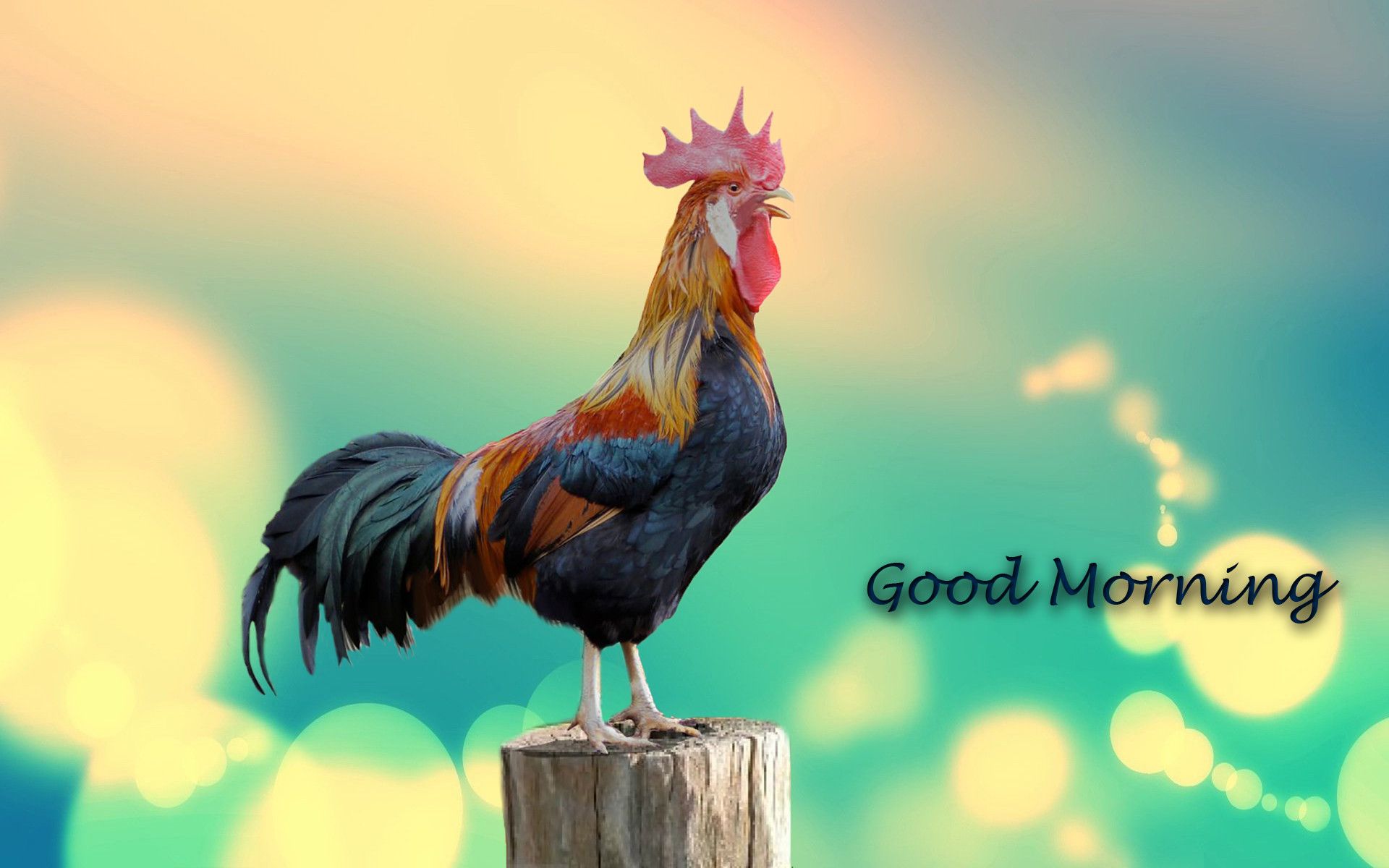Hei Hei gallo Oceania, 1920x1080 1080p, Desktop