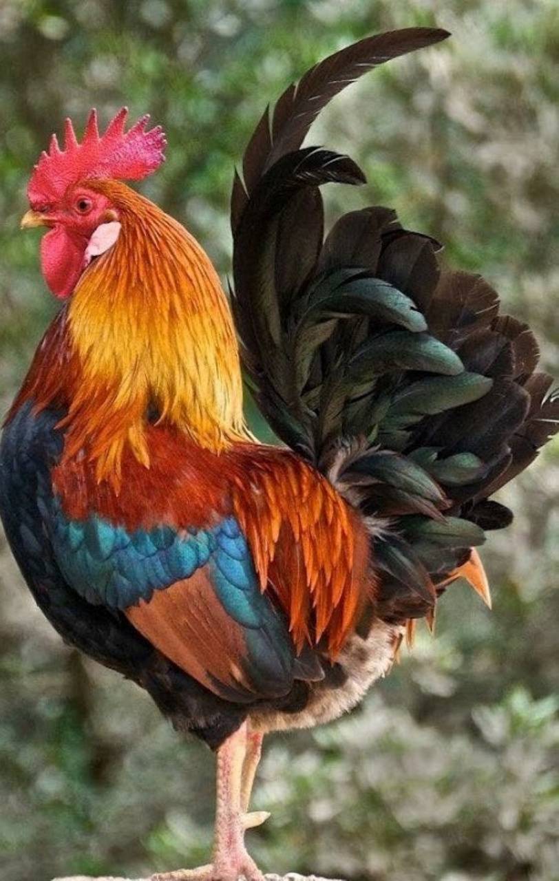 Hei Hei gallo Oceania Disney, 820x1245 Verticale, Mobile