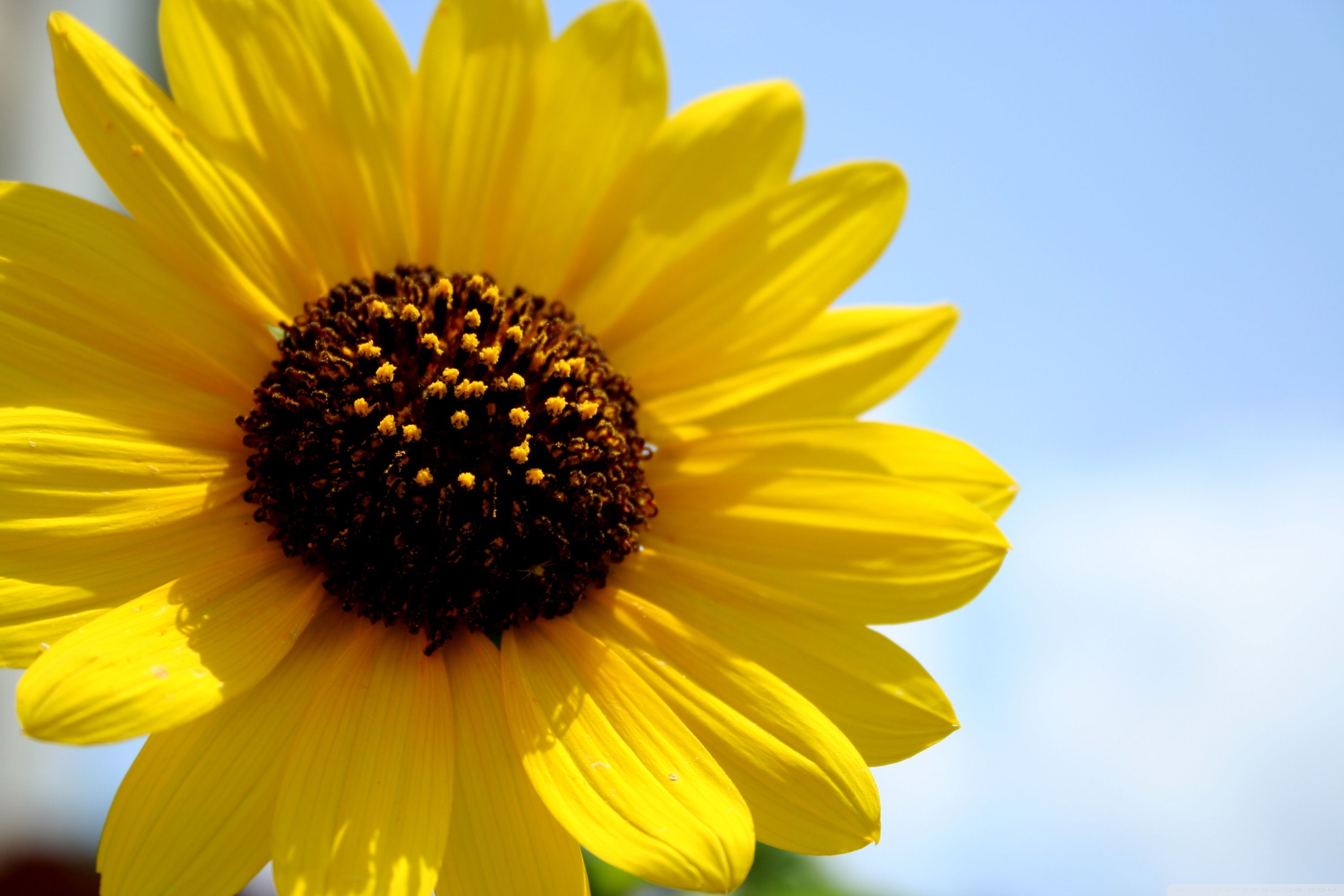 Girasole giallo cielo azzurro, 3000x2000 WQXGA, Monitor Gaming