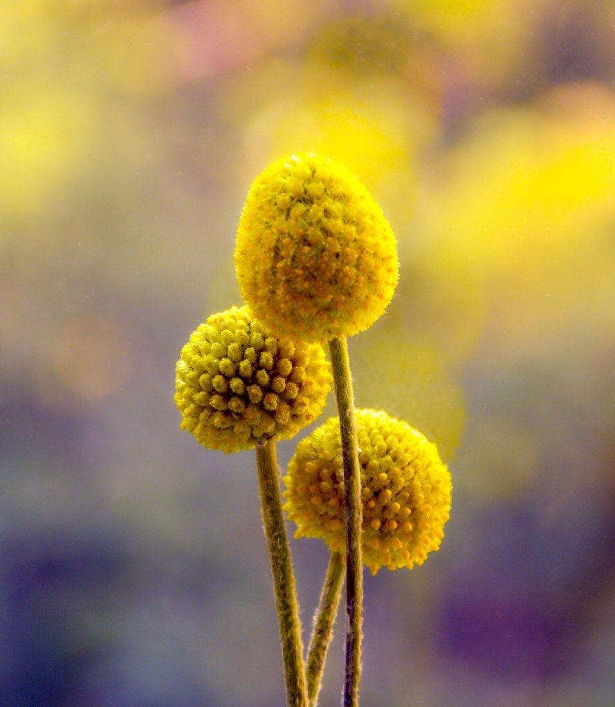 Fiori gialli craspedia rotondi, 889x1024 Full HD Verticale, Realme
