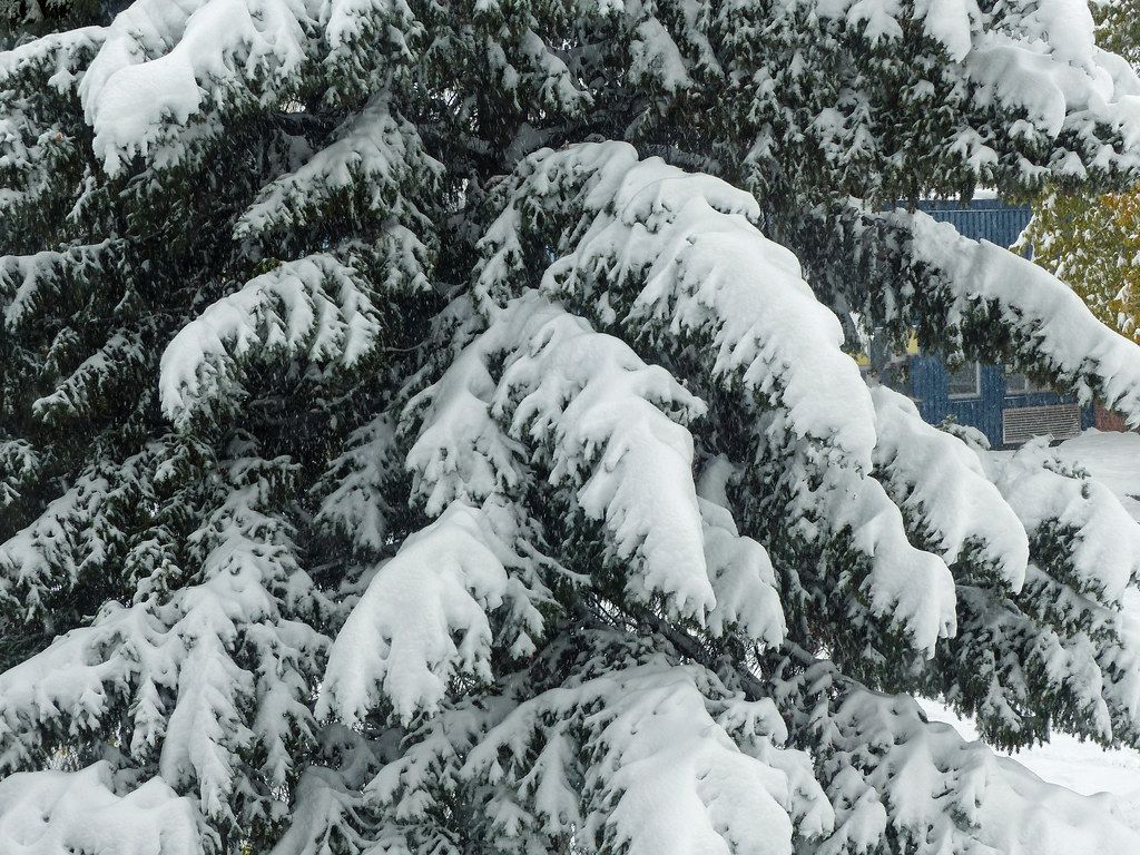 Foresta innevata con testo Hello Winter, 1280x800 HD, HP Laptop