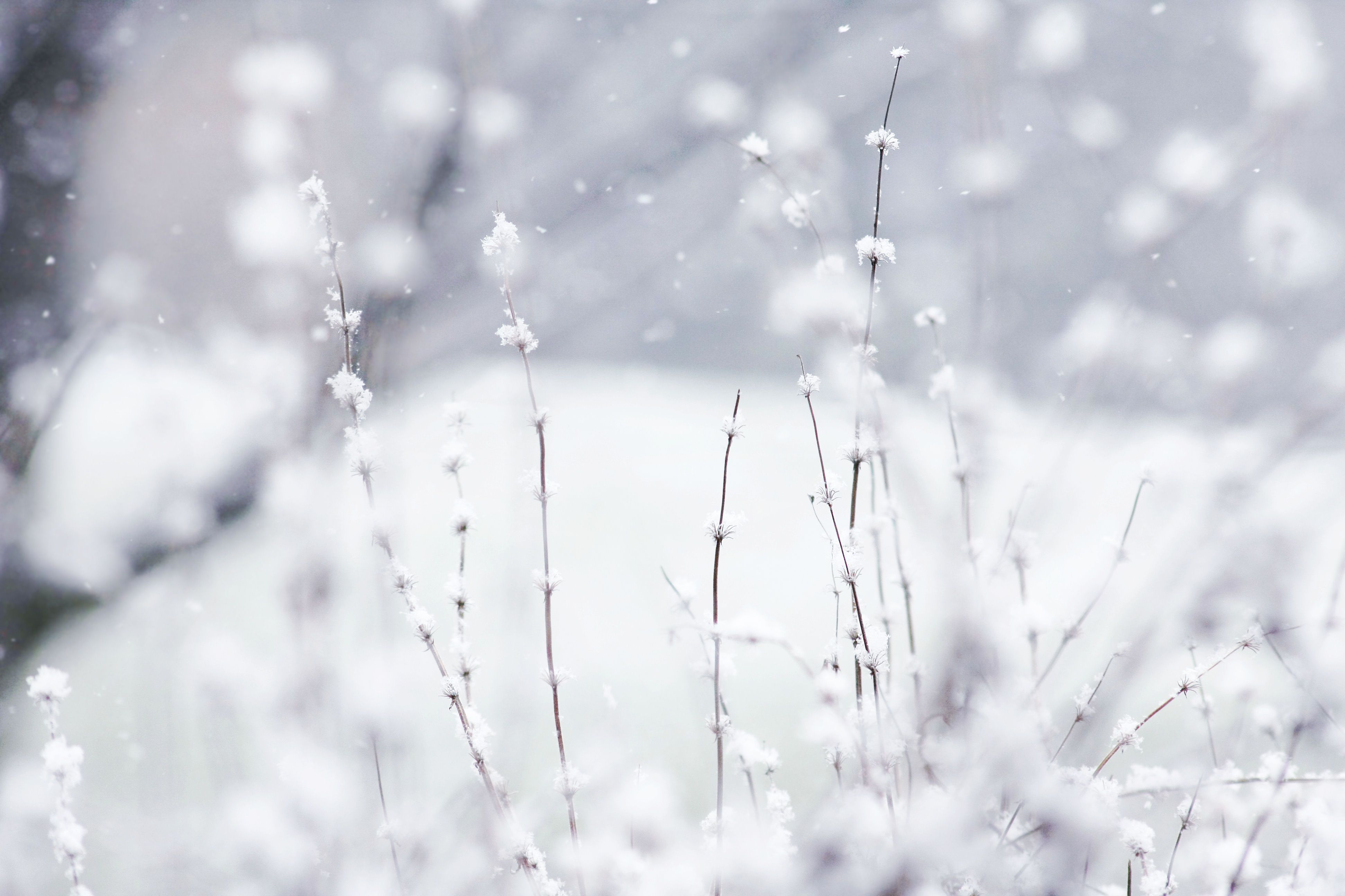 Rami innevati con neve che cade, 3888x2592 UHD, PC 4K