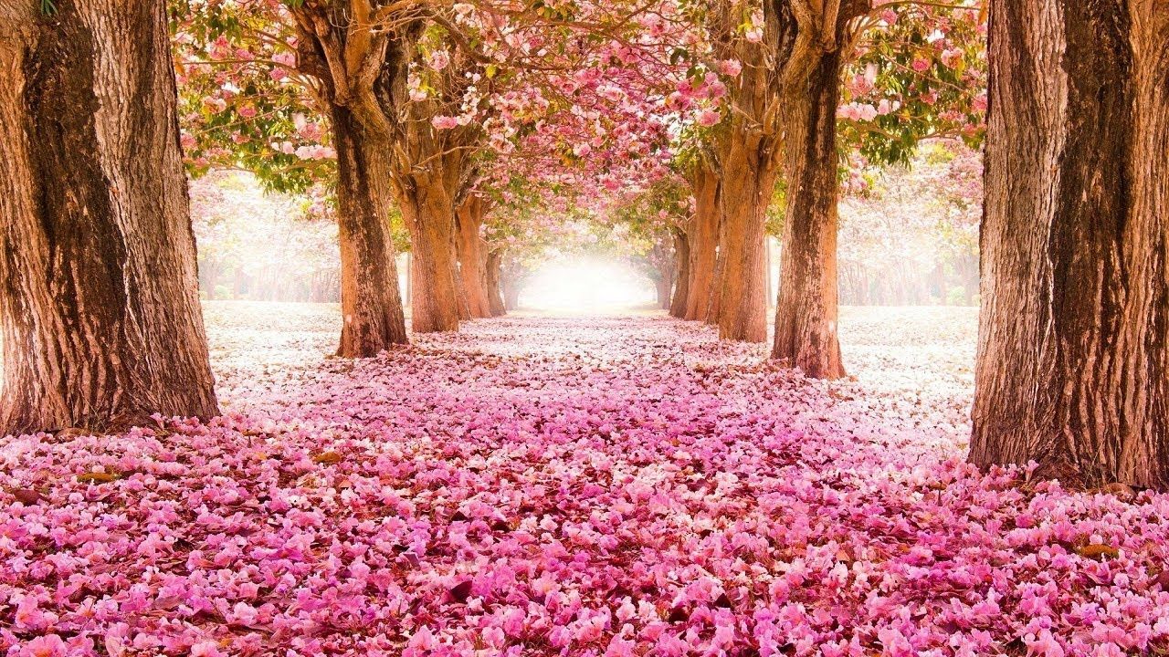 Viale alberato fiori rosa, 1280x720 HD, Desktop