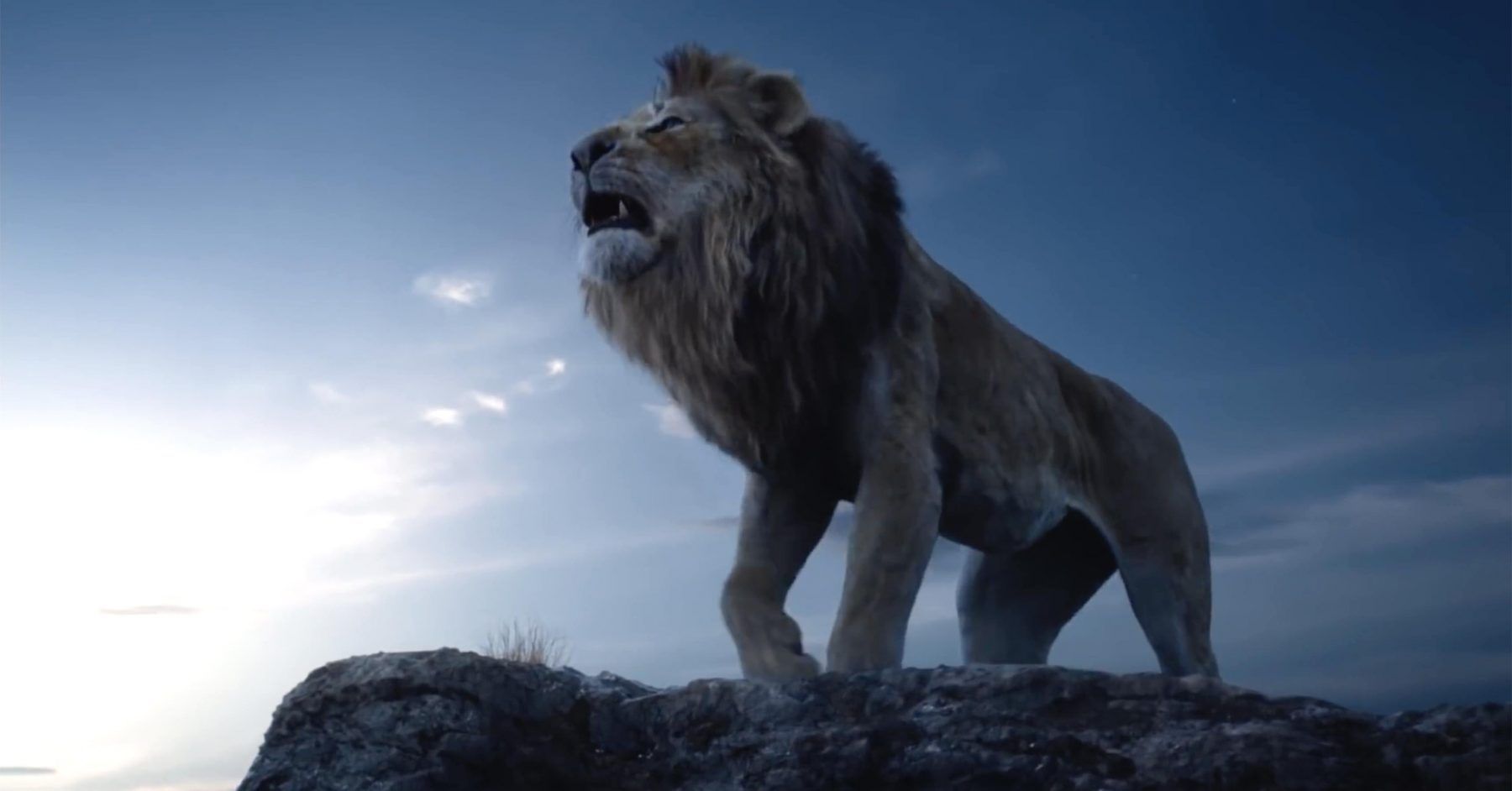 Leone Re Leone su roccia, 1800x942 HD Ready, PC Desktop