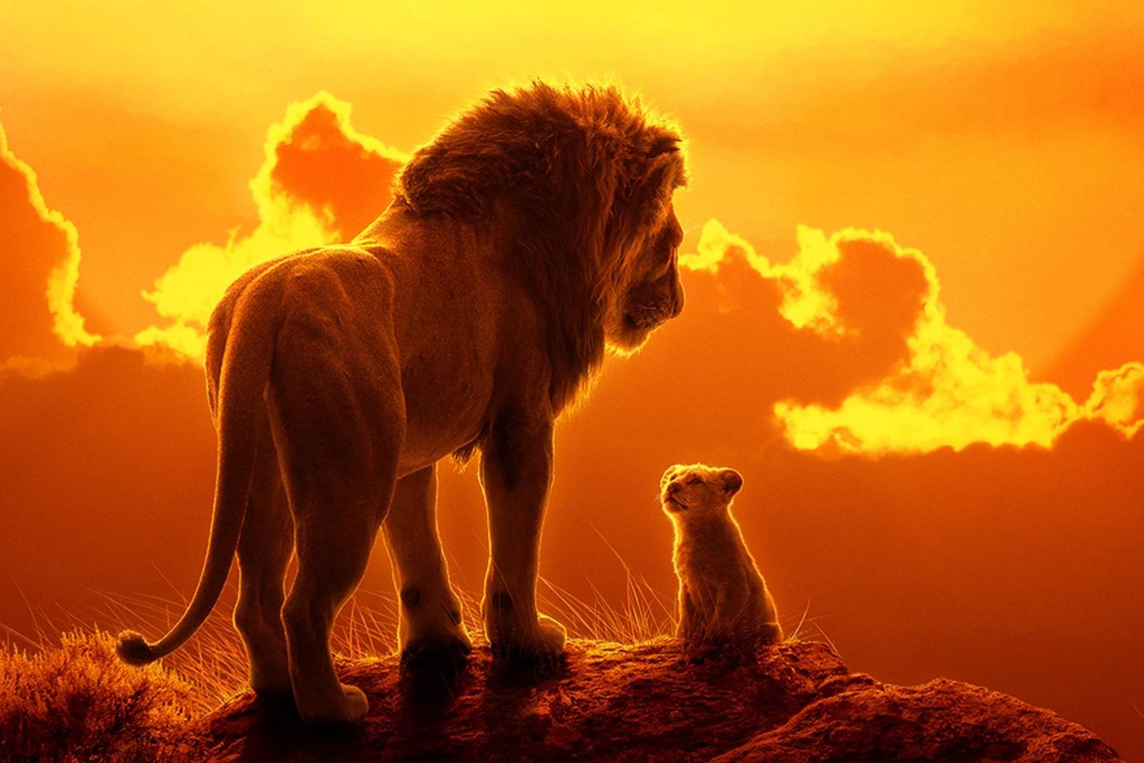 Leoni al tramonto, Re Leone, 1620x1080 HD, Desktop