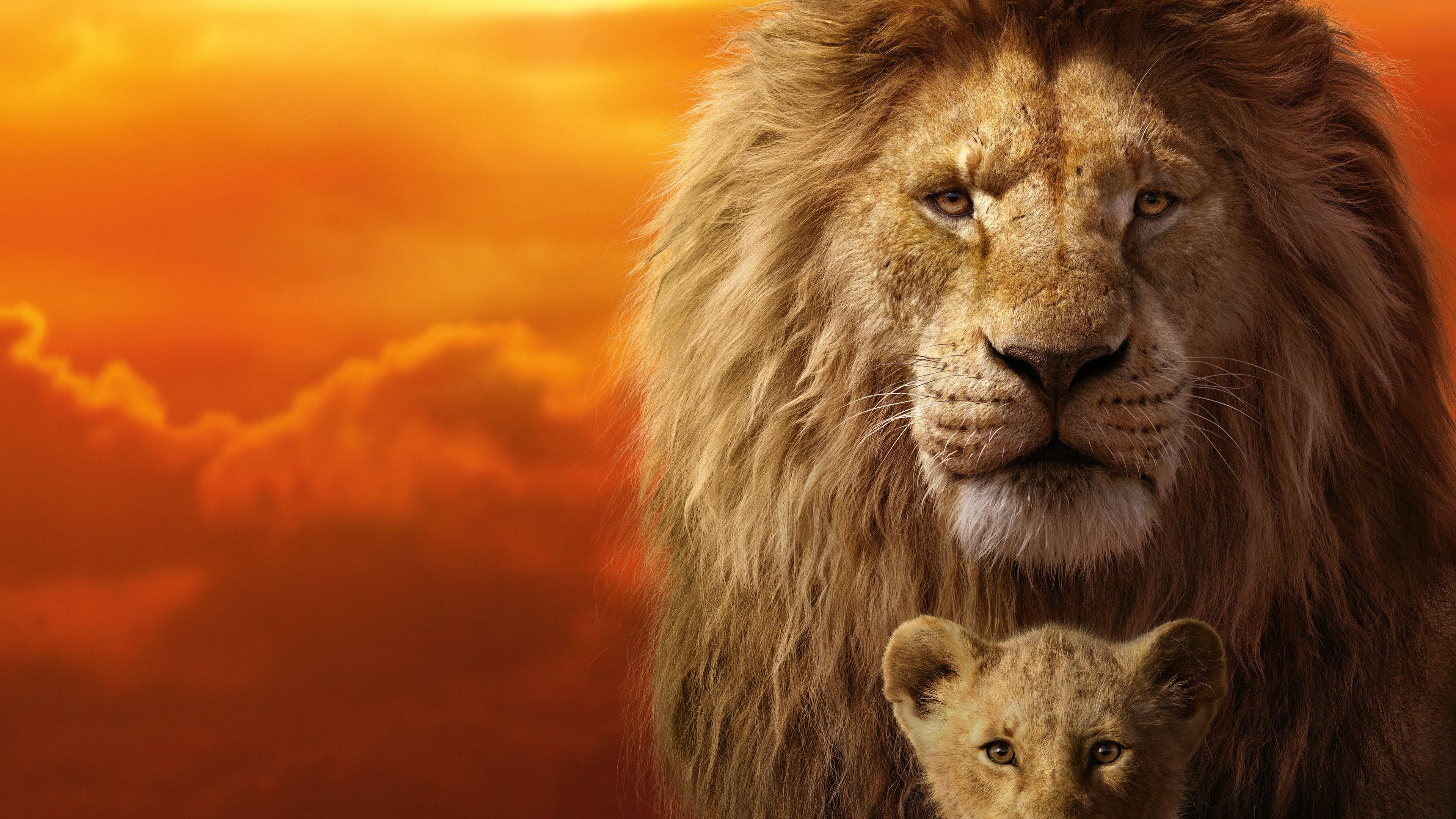 Re Leone, Mufasa e Simba, 3840x2160 4K Ultra HD, Monitor 4K