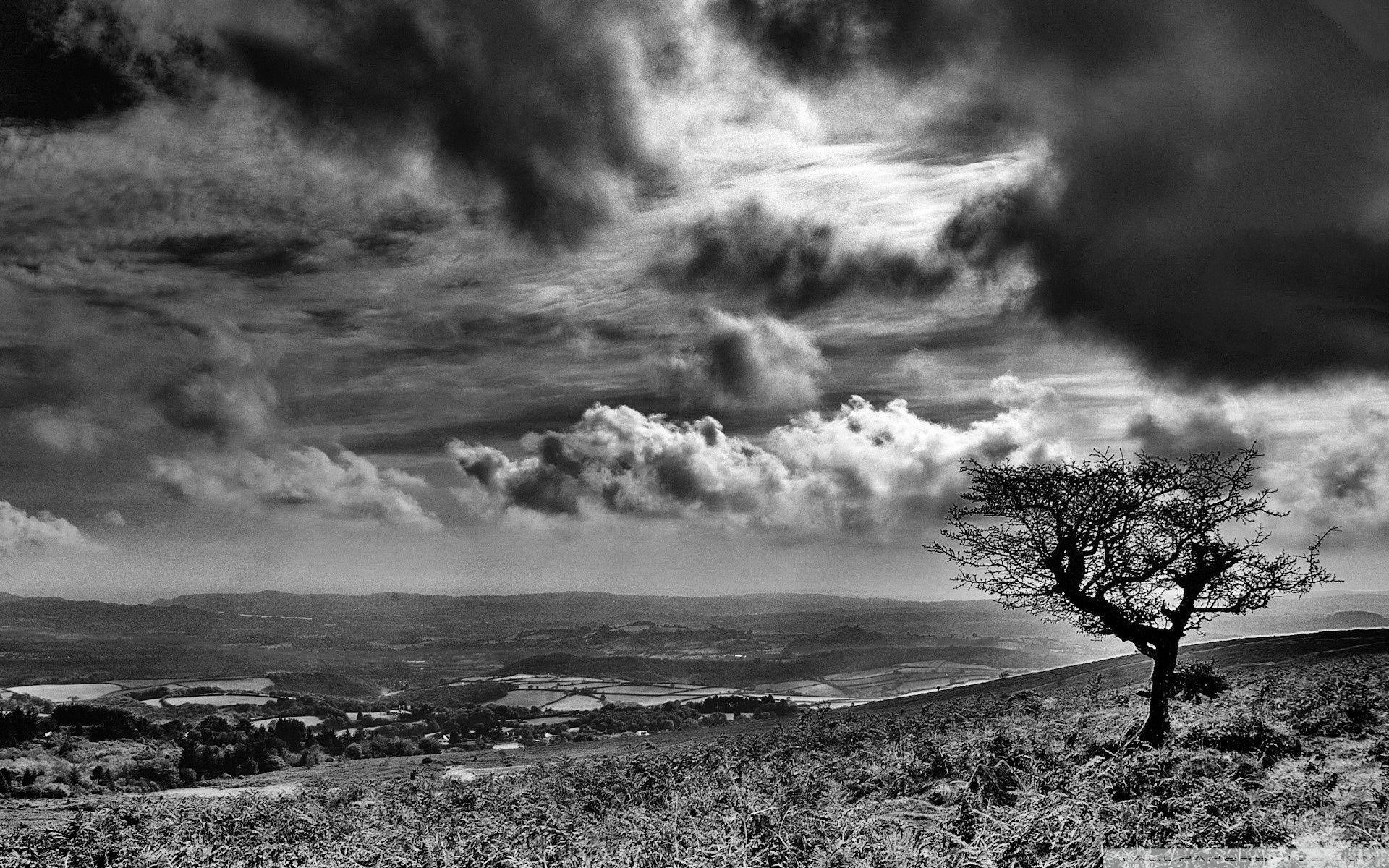 paesaggio bianco e nero albero solitario, 1920x1200 WUXGA, PC Desktop