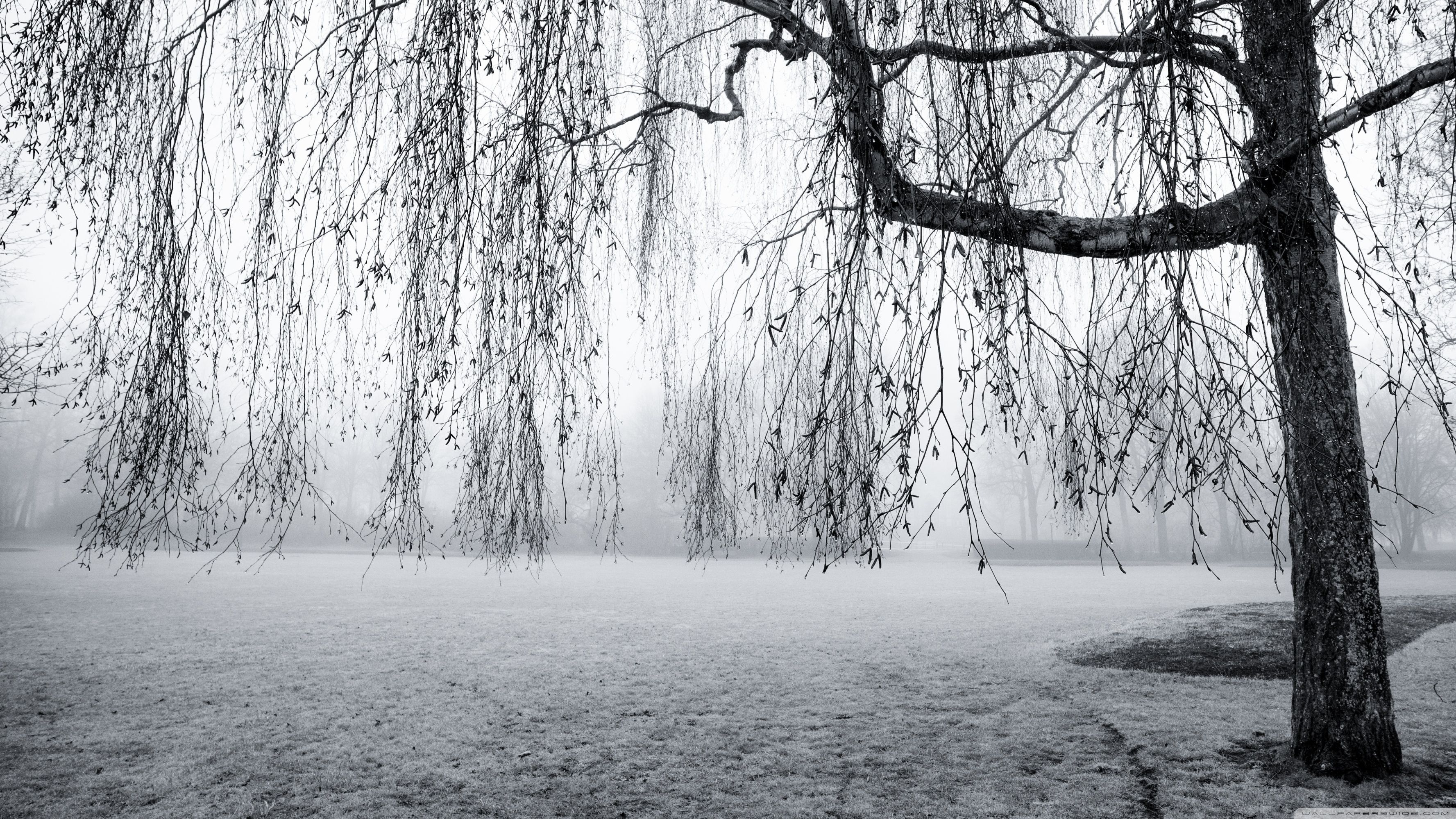 Albero con nebbia in bianco e nero, 3554x1999 WQXGA, Desktop