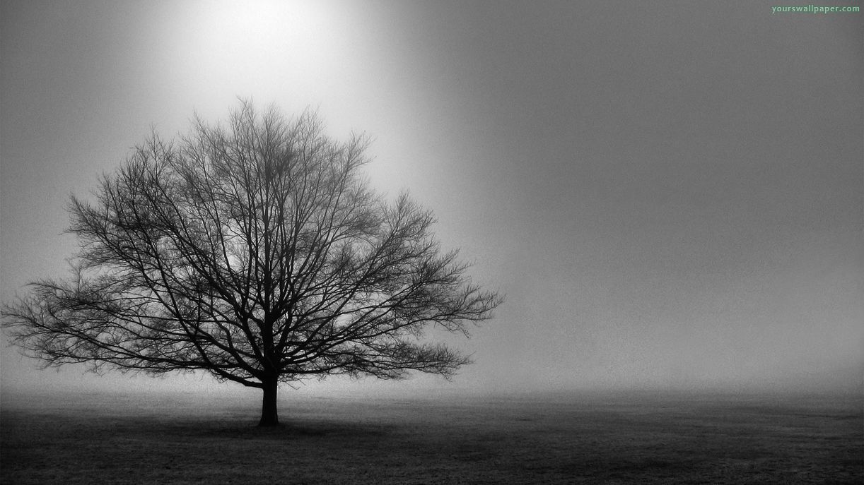 Albero solitario nella nebbia, 1222x687 HD, Monitor Gaming