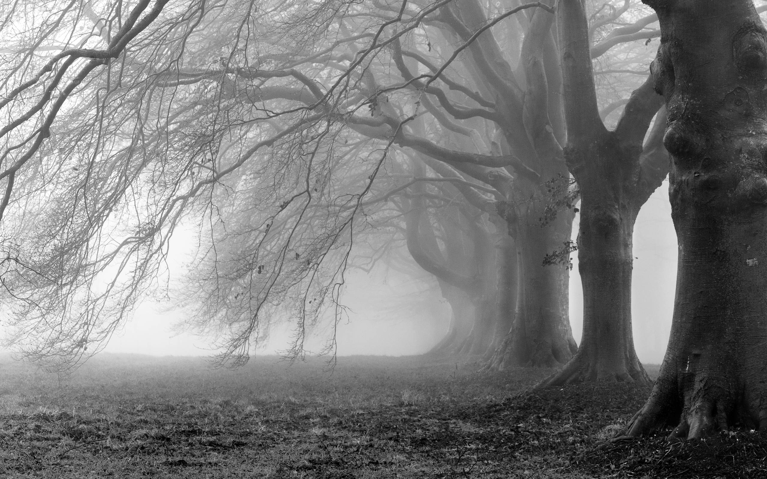Alberi nella nebbia bianco e nero, 2560x1600 WQXGA, PC
