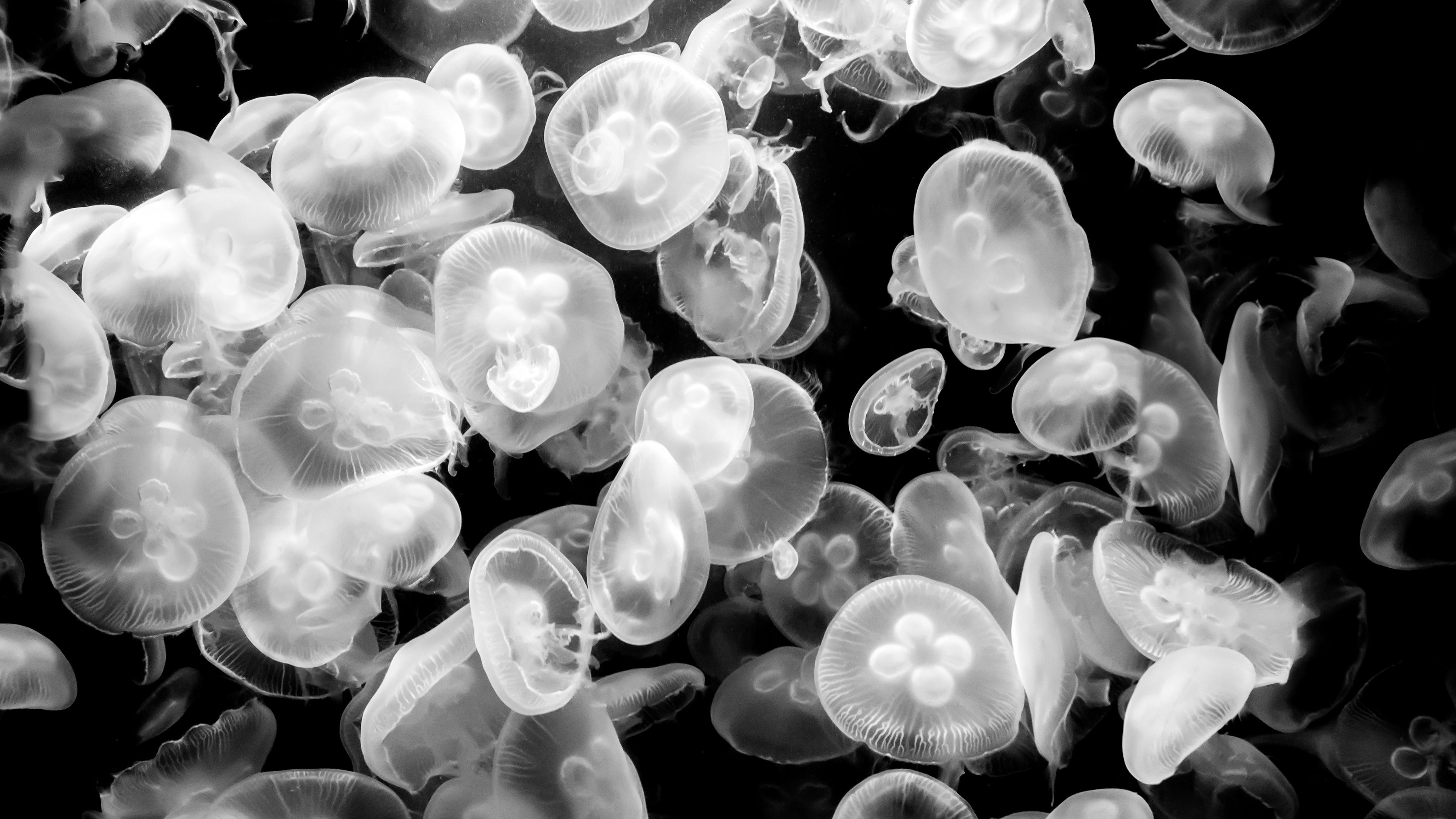 Meduse bianco e nero, 3840x2160 4K Ultra HD, Desktop