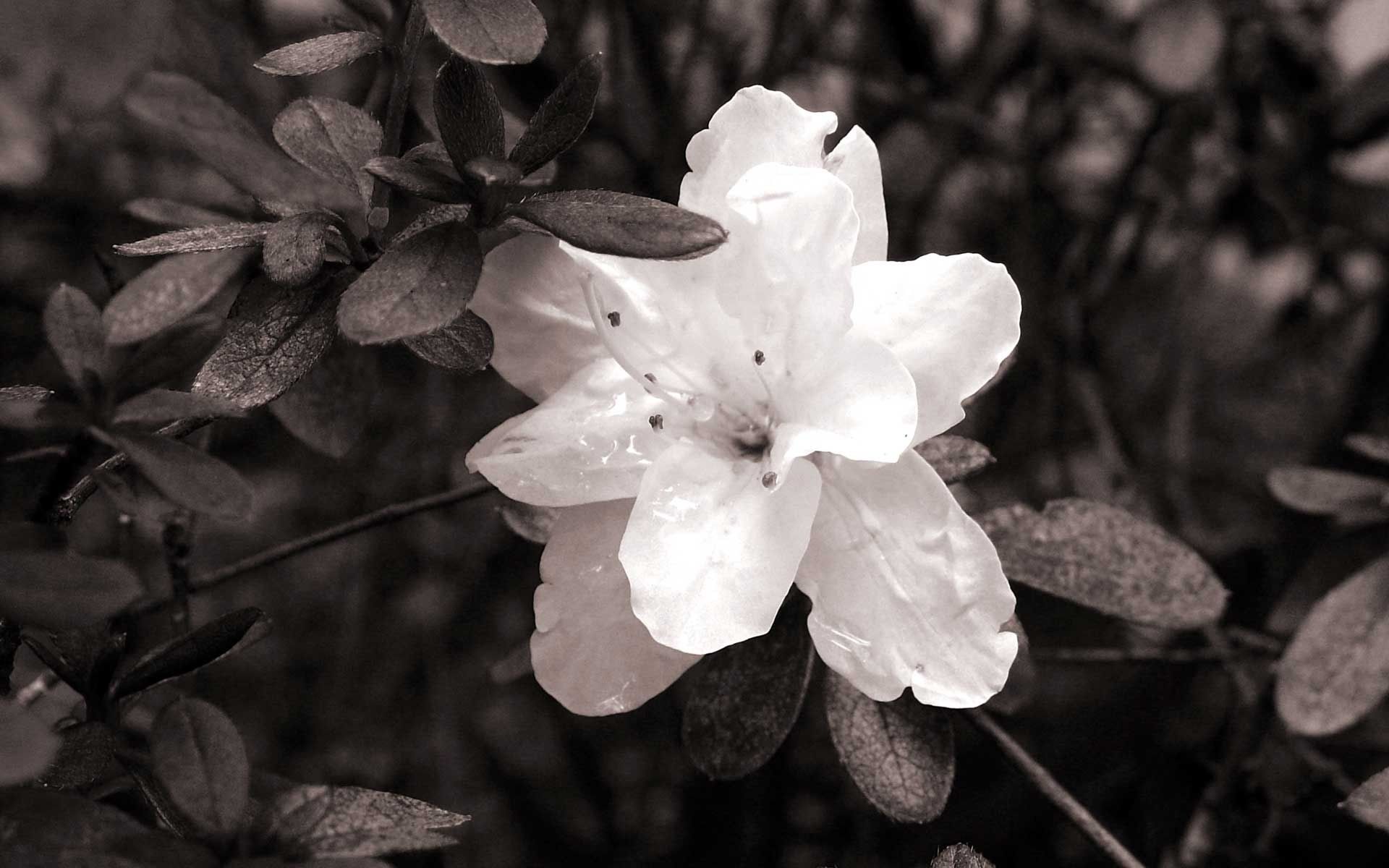 Fiore bianco con foglie, 1920x1200 Full HD+ WUXGA, PC Desktop