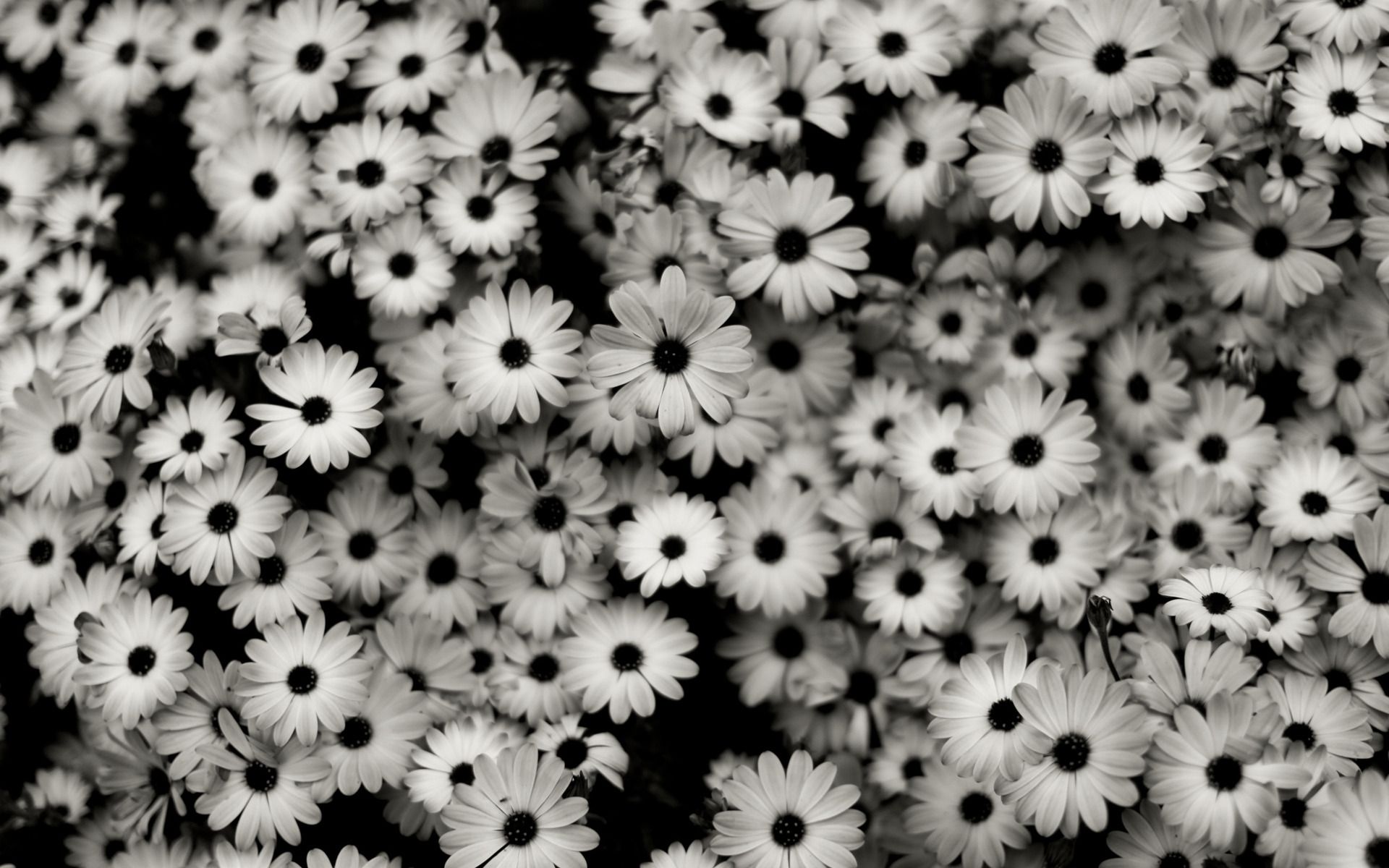 Margherite bianche e nere, 1920x1200 Full HD+, PC