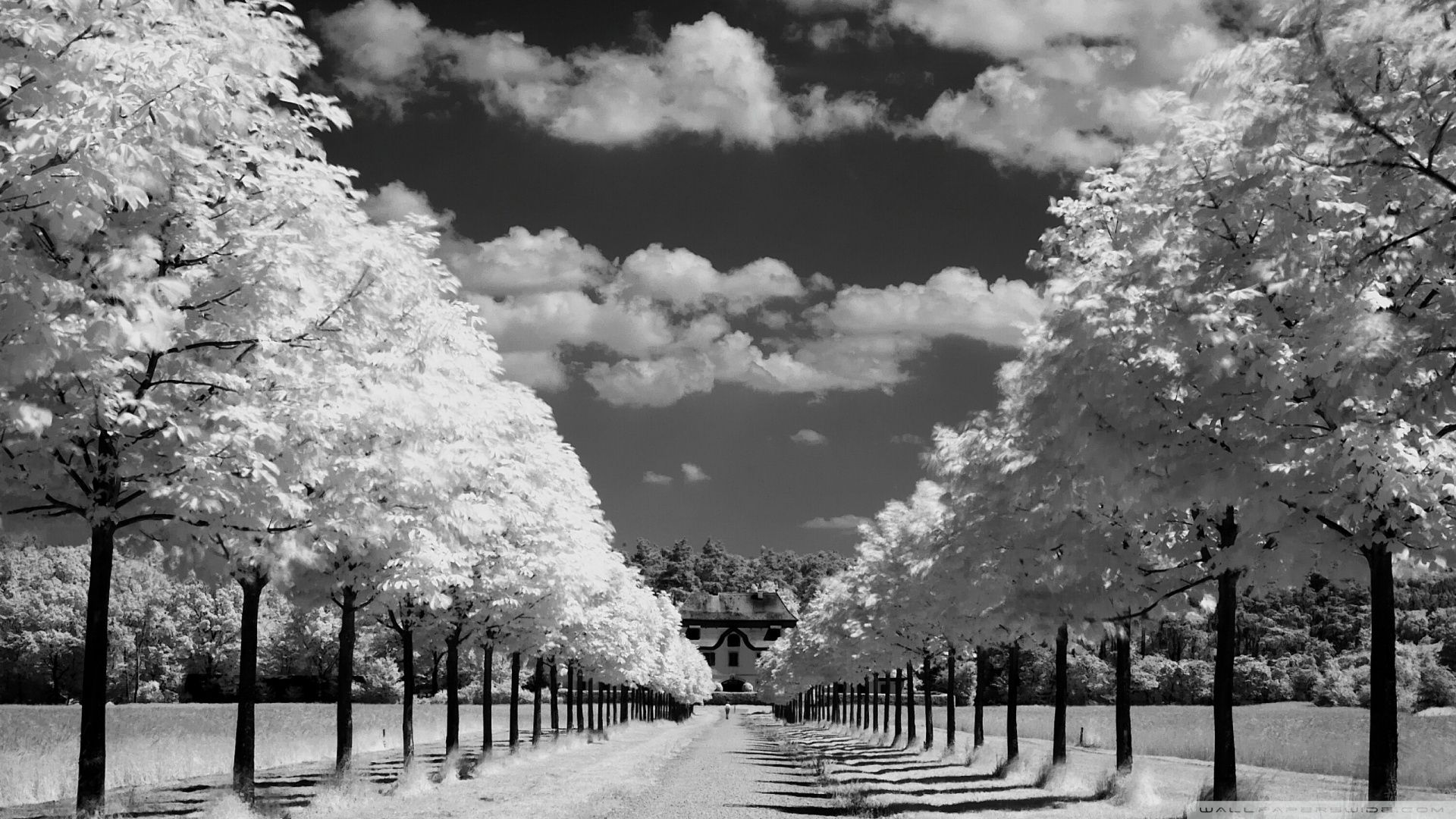 Viale alberato bianco e nero, 1920x1080 1080p, Desktop
