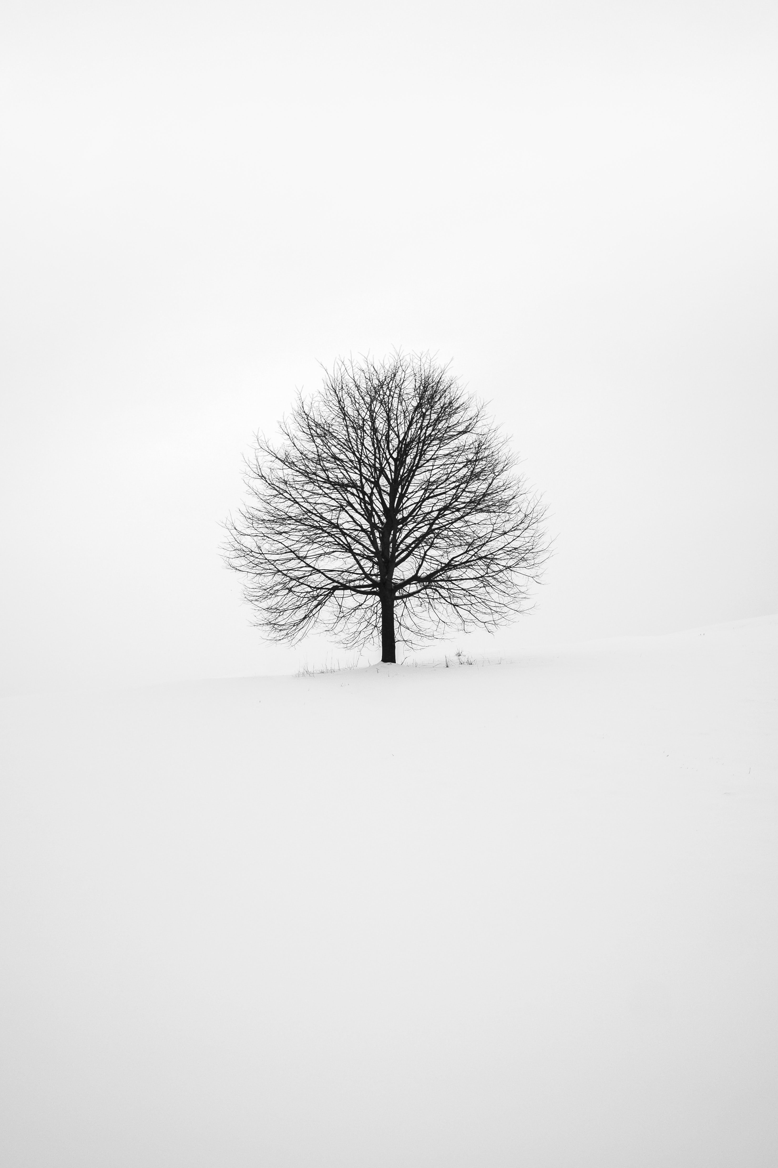 Albero solitario nella nebbia, 3264x4896 Verticale, Mobile
