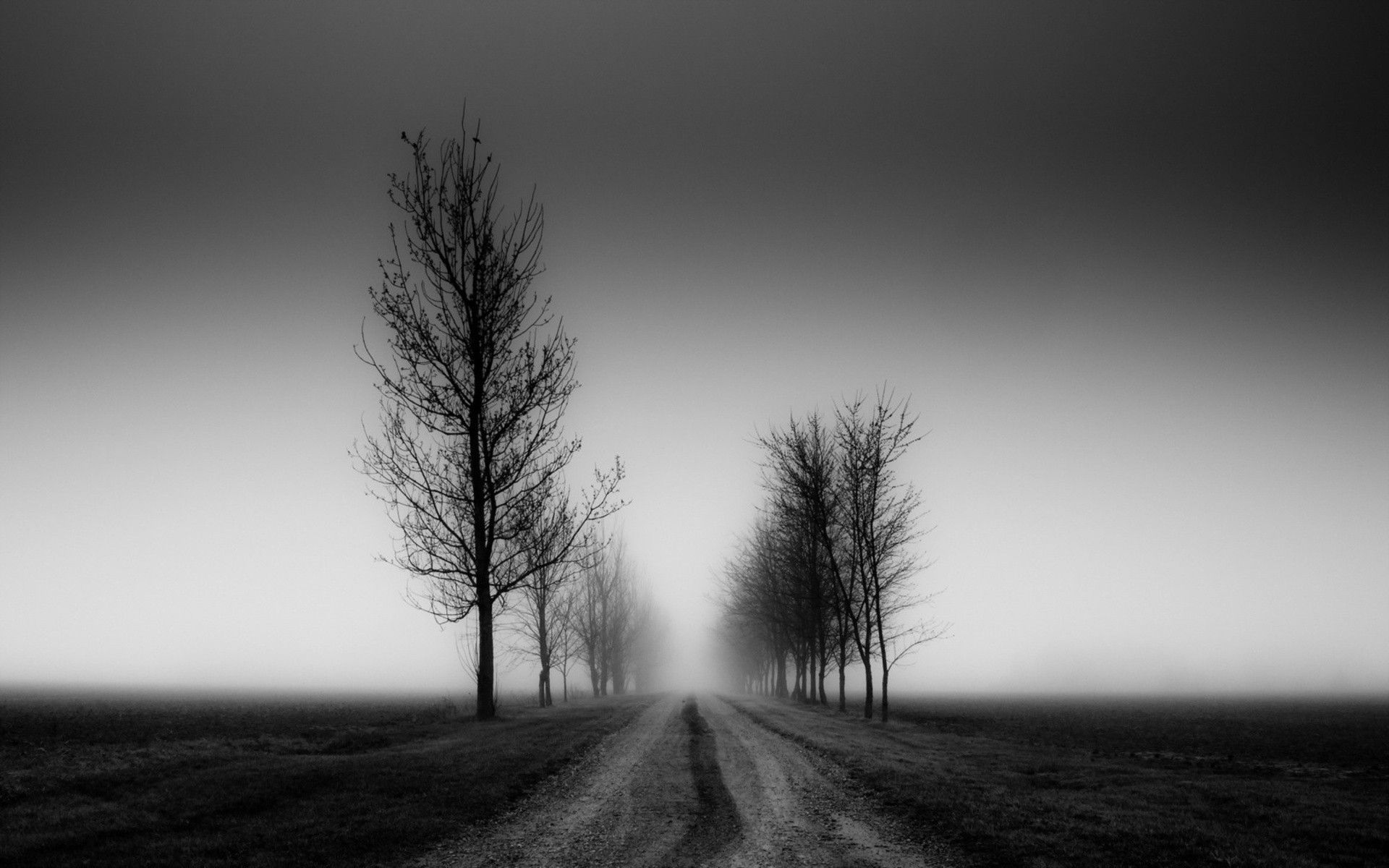 Alberi spogli su strada nebbiosa, 1920x1200 WUXGA, PC