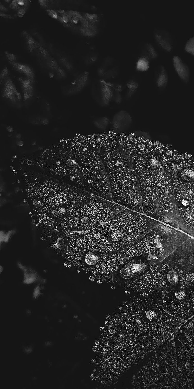 Foglia con gocce d'acqua, 800x1600 Full HD Verticale, Smartphone