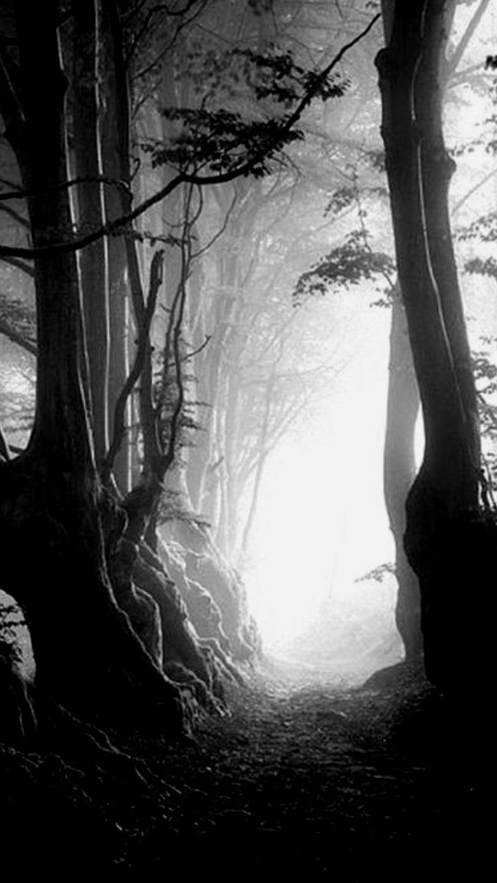 Foresta nebbiosa bianco e nero, 720x1280 Full HD Verticale, Smartphone