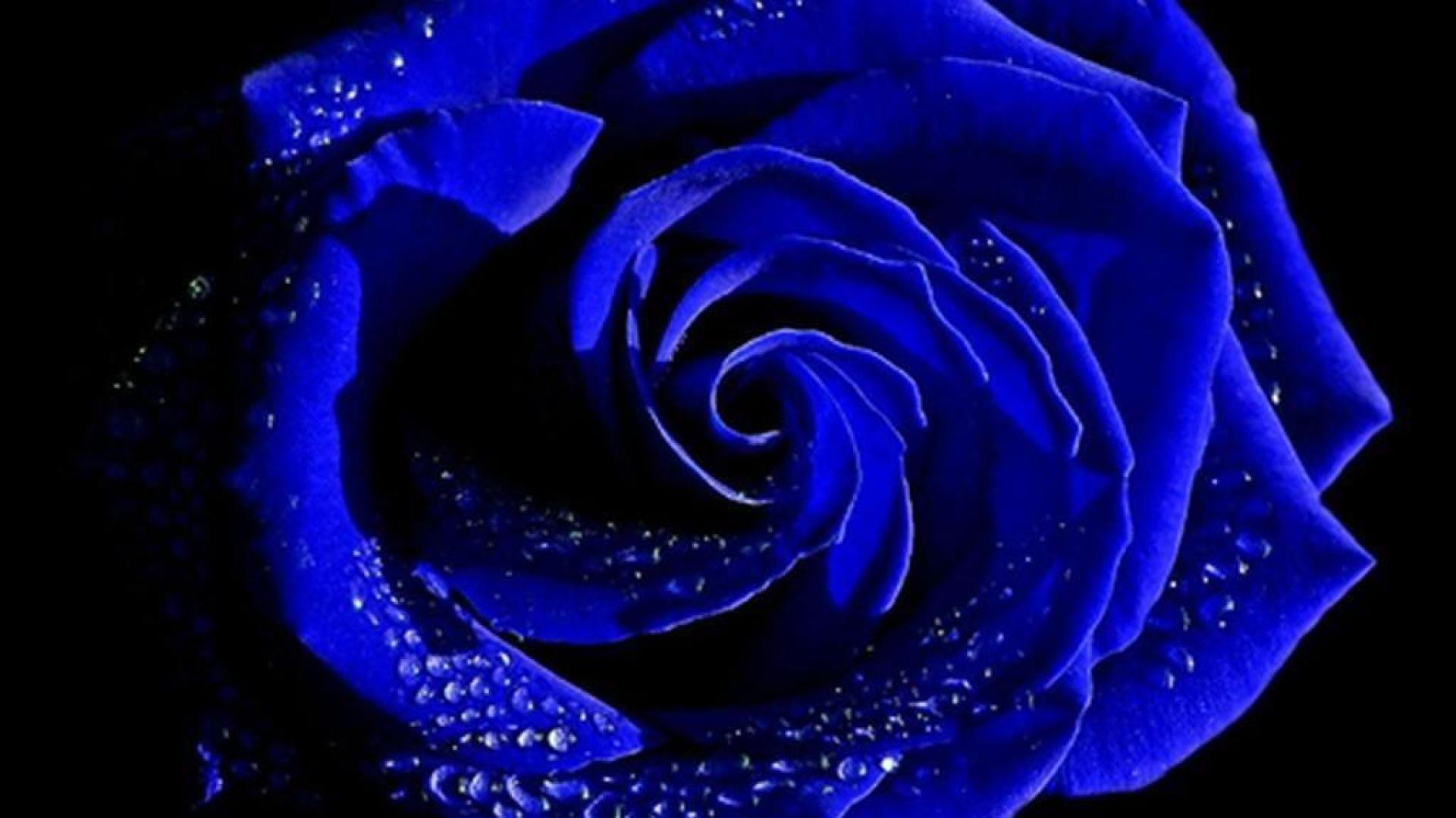 Rosa blu con gocce d'acqua, 1920x1080 1080p, Monitor Gaming
