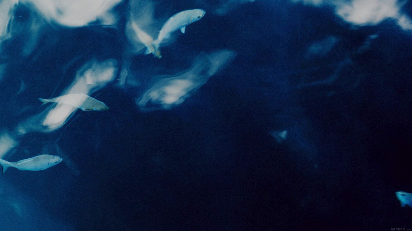 Pesci in acqua blu indaco, 1366x768 HD, Desktop