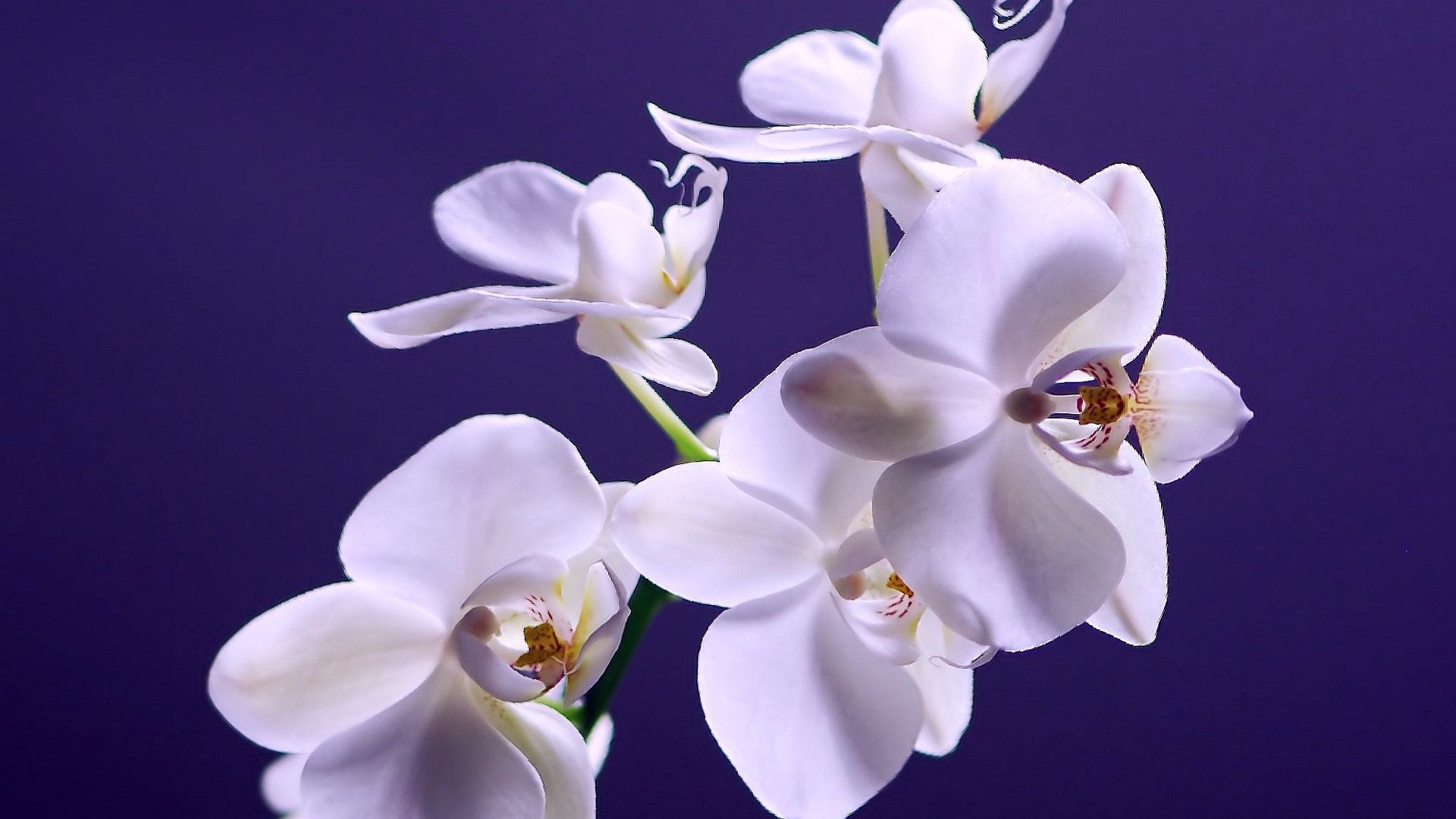 Orchidee bianche su sfondo indaco, 1920x1080 Full HD 1080p, Monitor Gaming