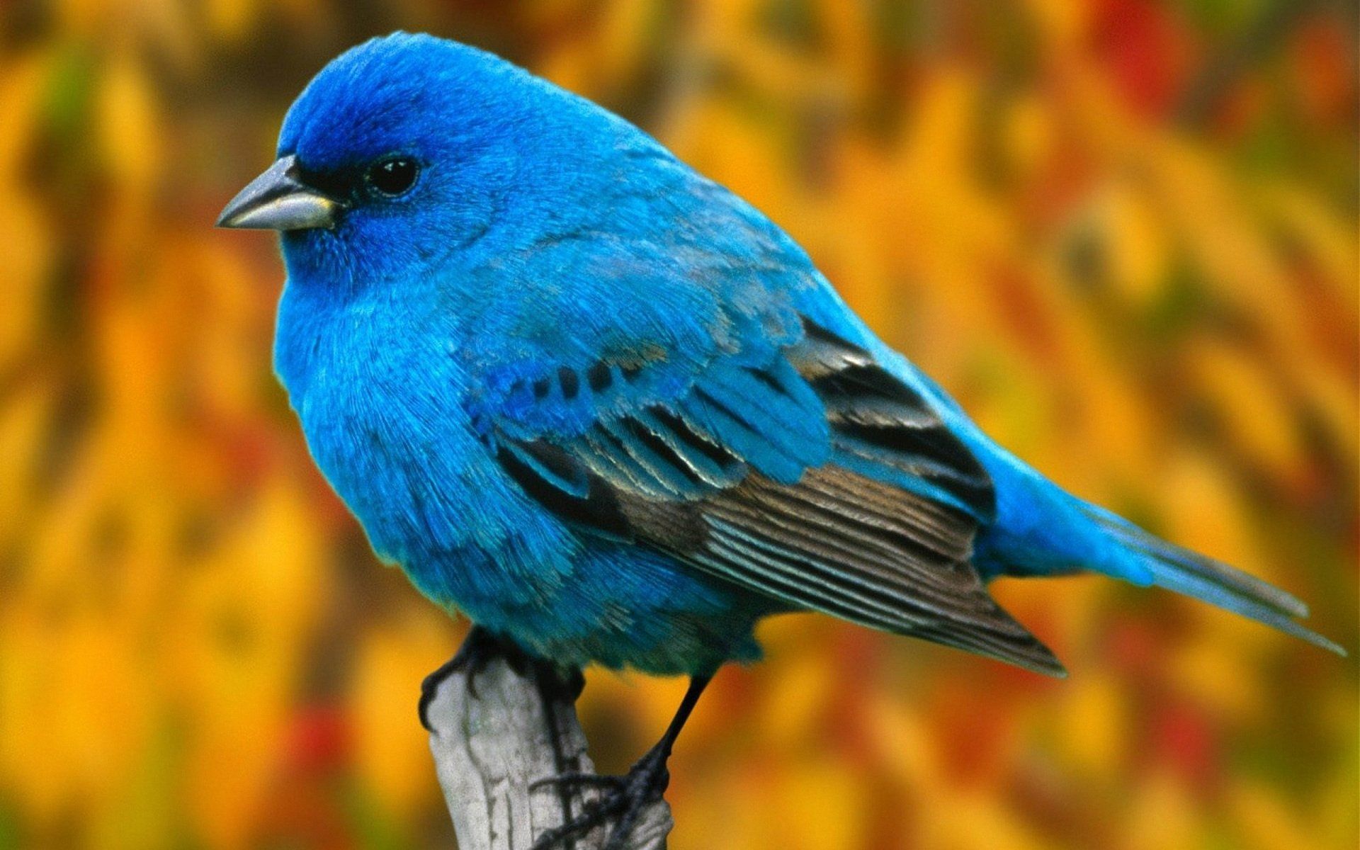 Uccellino blu indaco, 1920x1200 WUXGA, PC