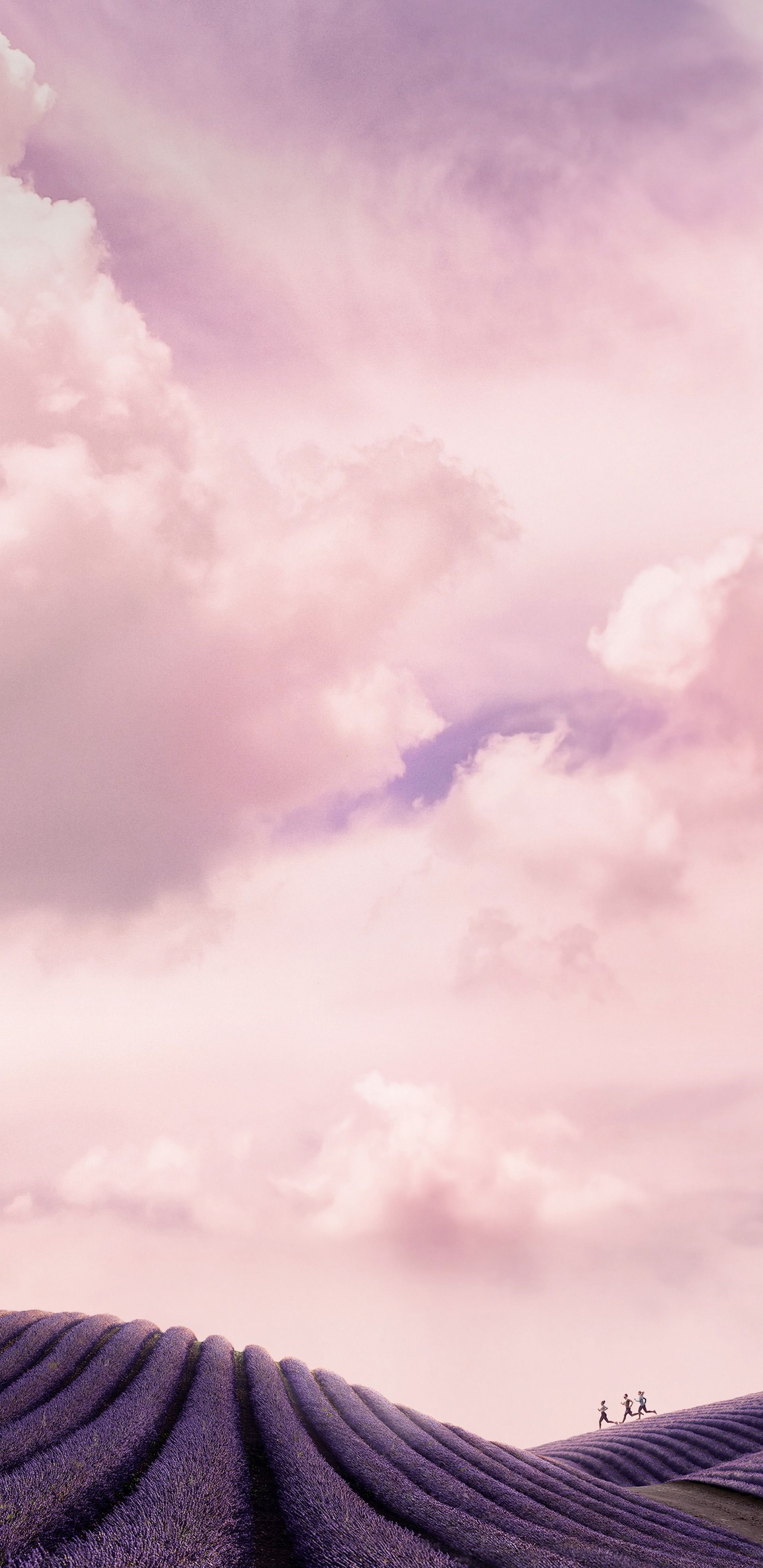Campo di lavanda con cielo rosa, 1920x3947 Verticale, Mobile