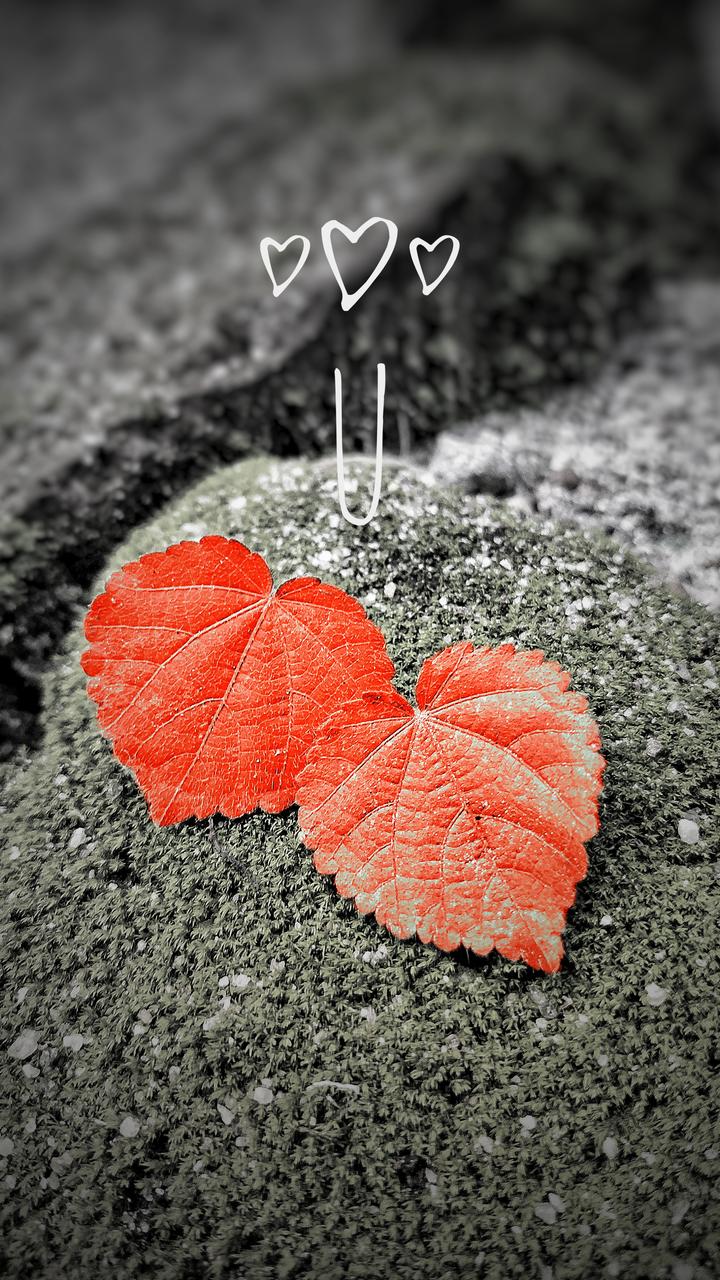 Foglie a forma di cuore, 720x1280 Full HD Verticale, Smartphone