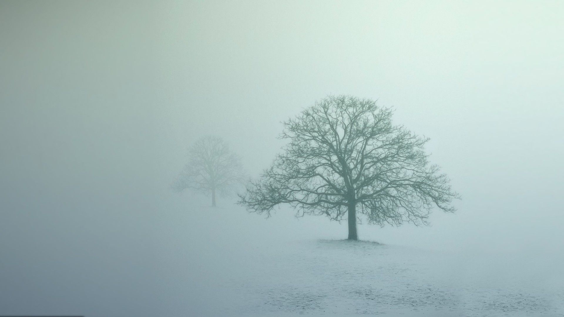 Albero solitario nella nebbia invernale, 1920x1080 Full HD, Laptop