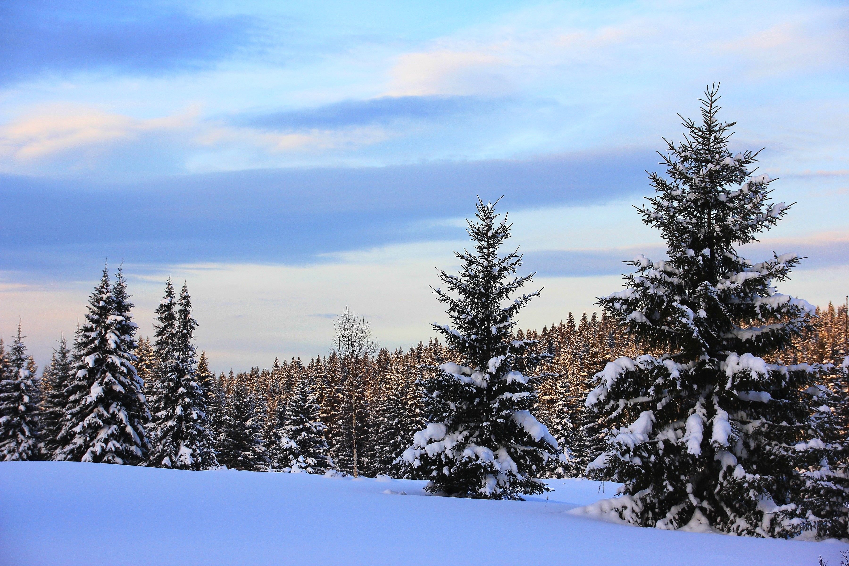 Abeti innevati paesaggio invernale, 3600x2400 2K, PC
