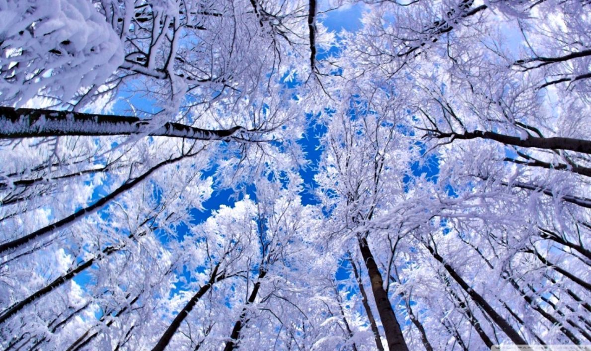 Rami innevati cielo blu, 1190x706 HD, PC